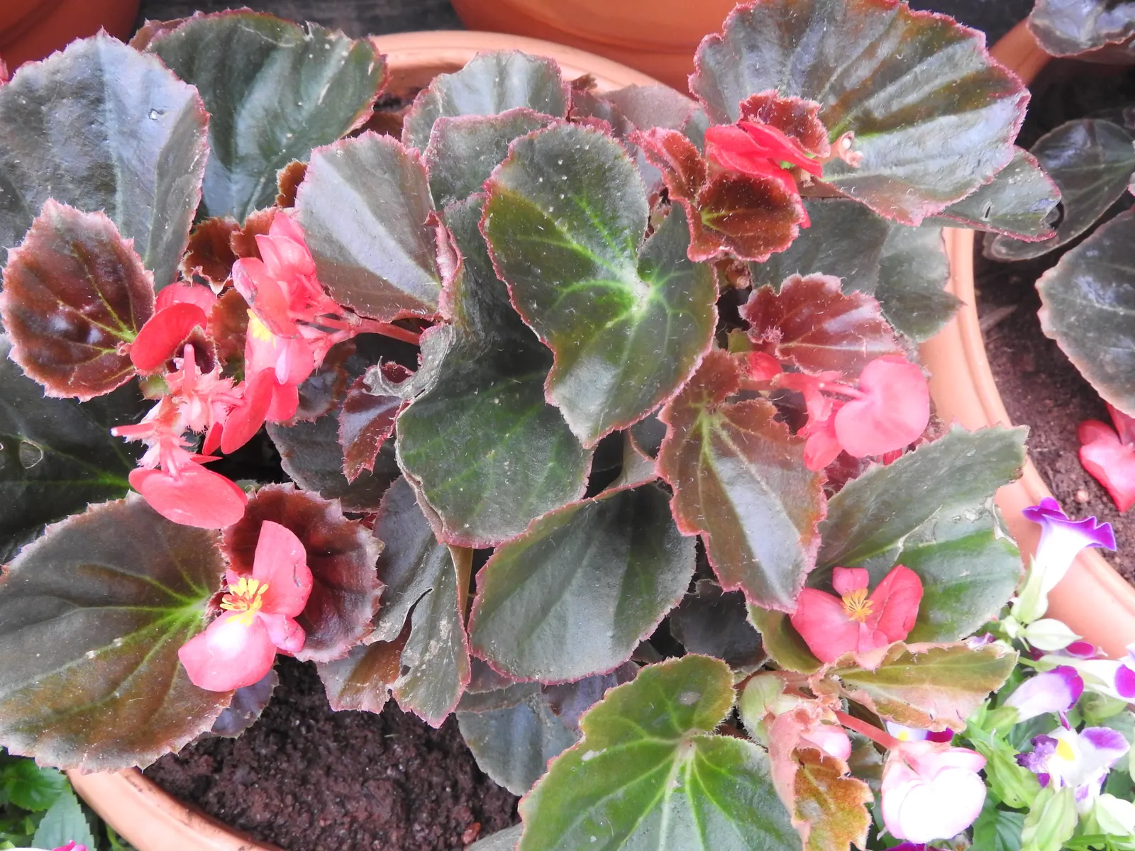 Wax Plant (Hoya Carnosa) — is an evergreen perennial with succulent qualities