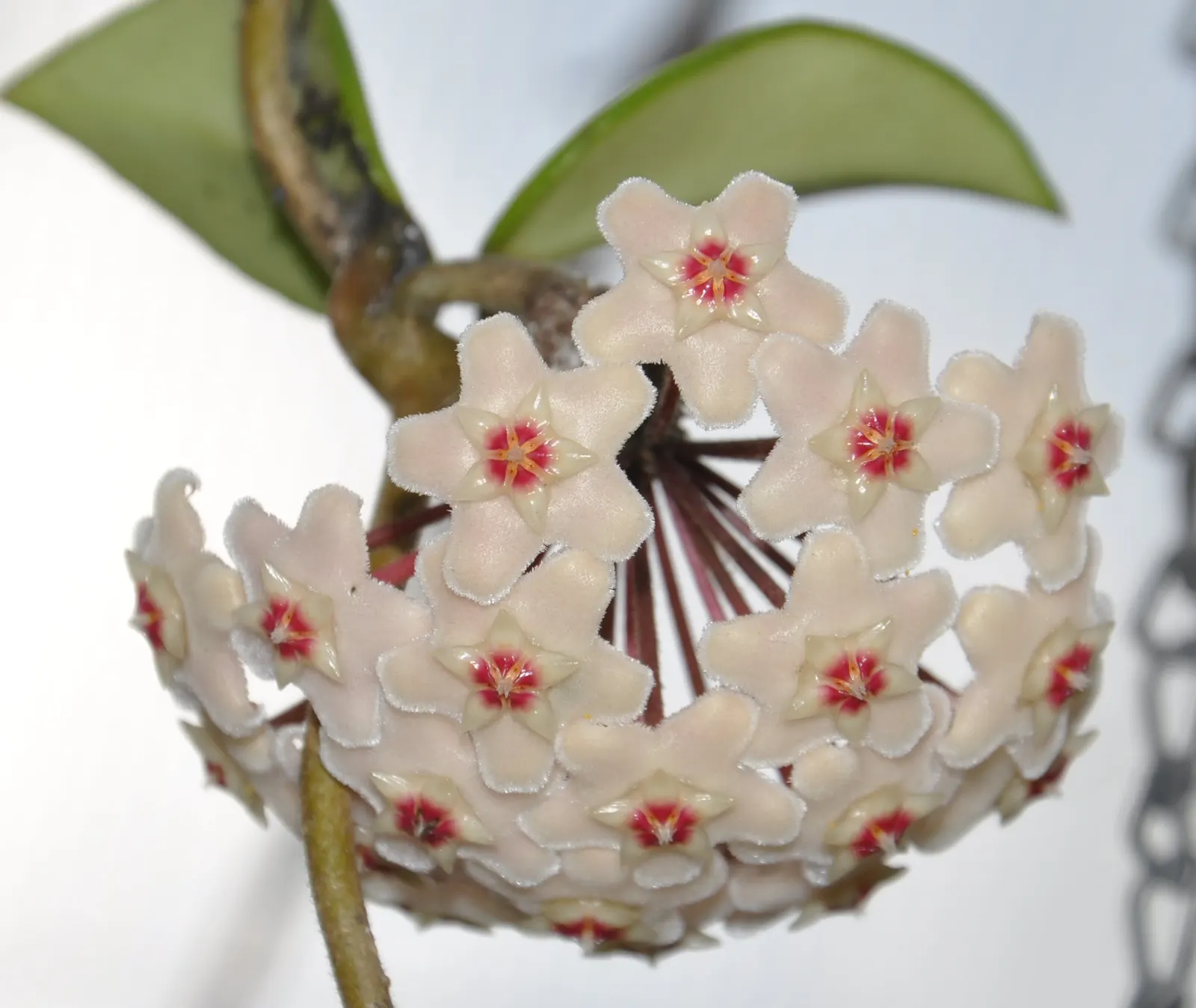 Wax Plant (Hoya Carnosa) — commonly known as Wax Plant; it thrives in well-draining soil and partial shade, requiring minimal water, image 43
