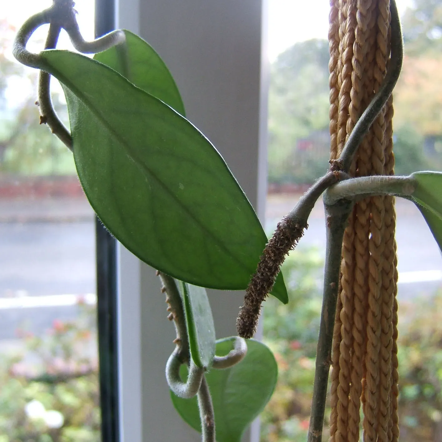 Wax Plant (Hoya Carnosa) — When mature, it can reach up to 3-6 feet in length, making it an ideal choice for trellises or hanging baskets; the, image 68