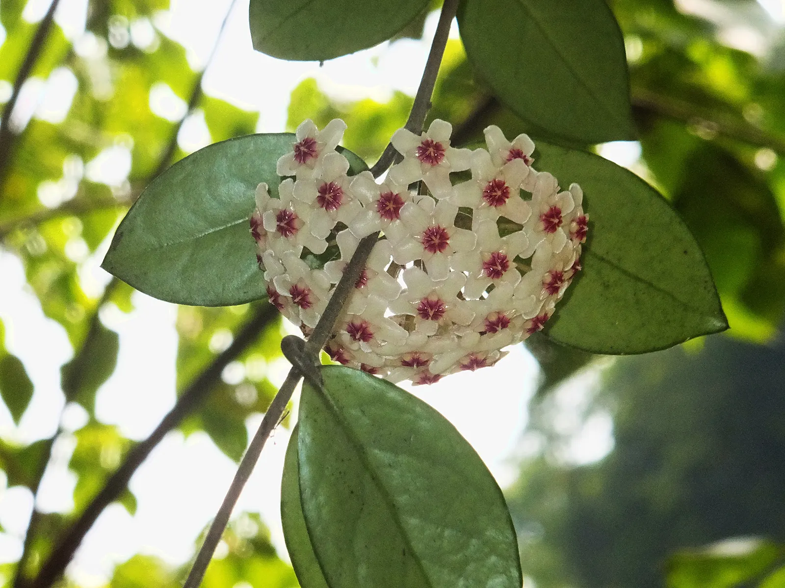 Wax Plant (Hoya Carnosa) — typically measuring around 3 inches in length