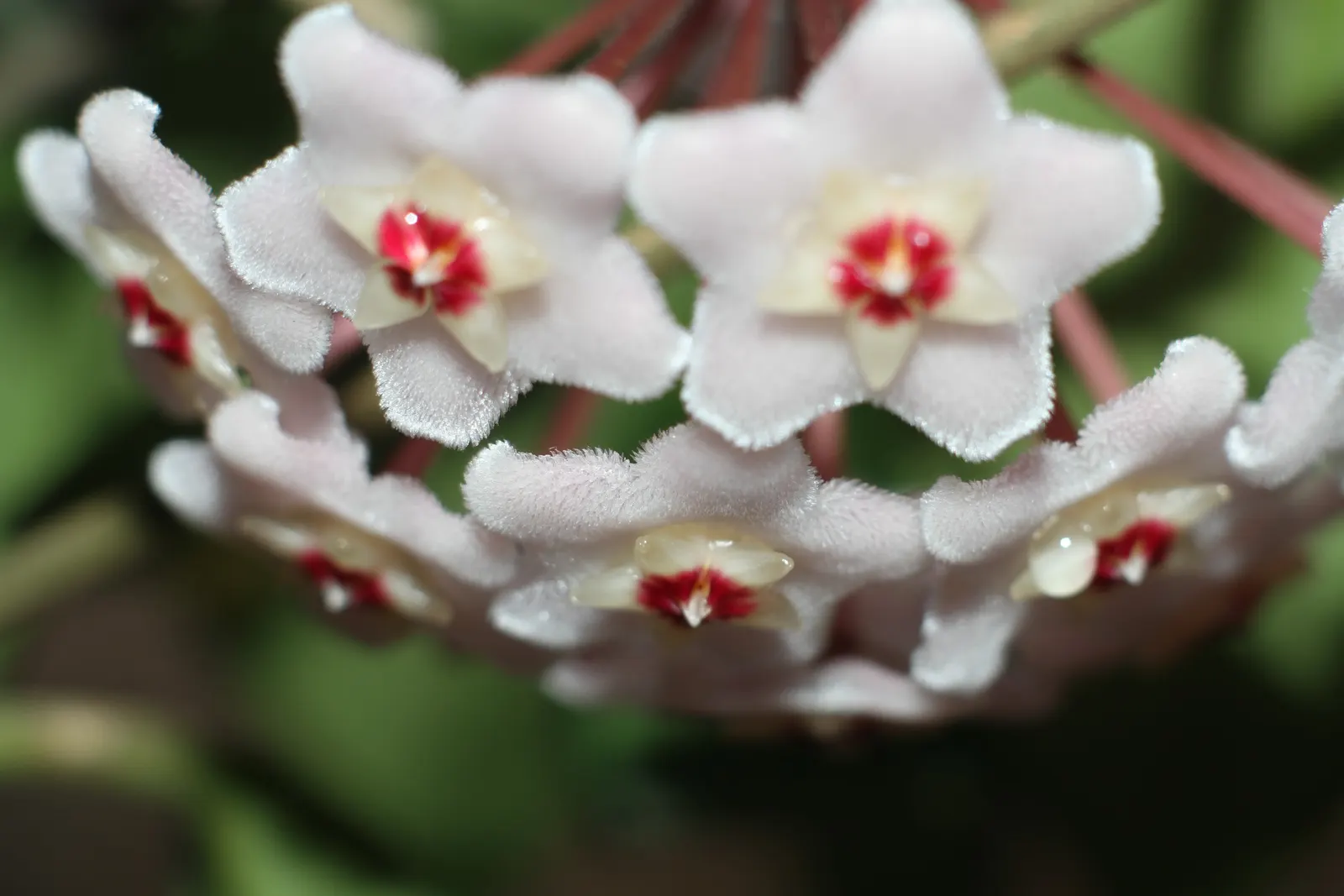 Wax Plant (Hoya Carnosa) — vine with white blooms