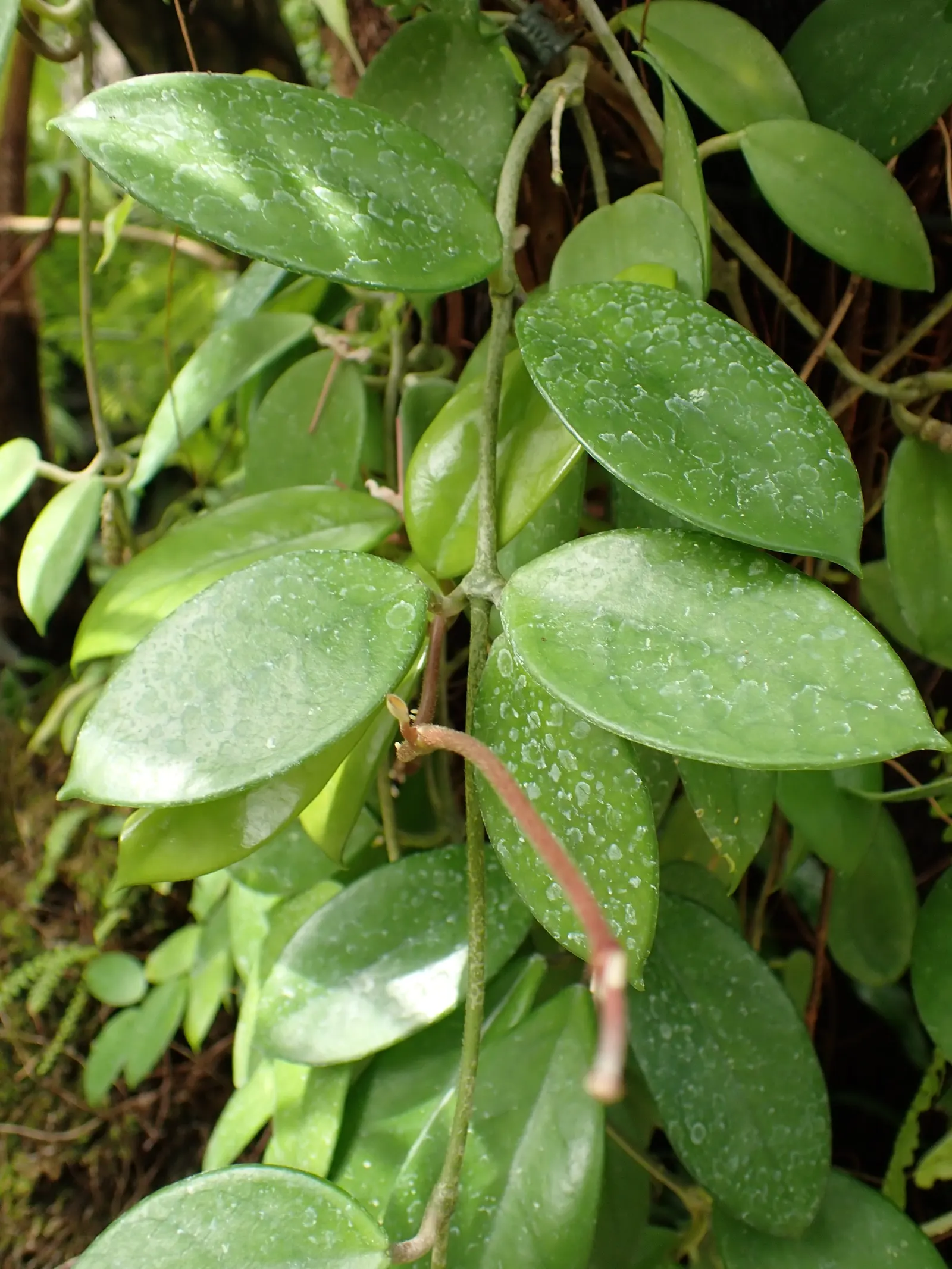 Wax Plant (Hoya Carnosa) — Hoya carnosa requires a supporting structure such as a trellis or wall to showcase its climbing habit; making it an, image 78