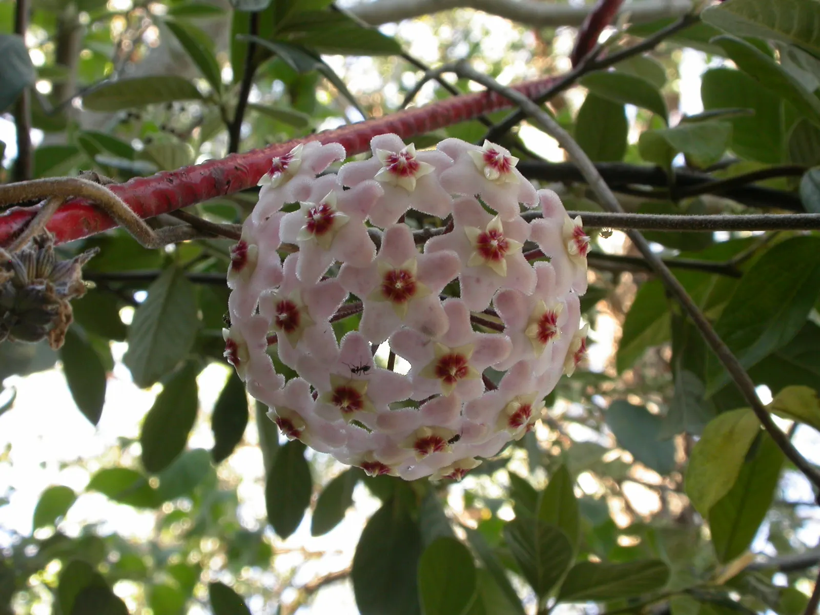 Wax Plant (Hoya Carnosa) — adding a unique texture to garden arrangements.<br><br>Renowned for its clusters of star-shaped flowers