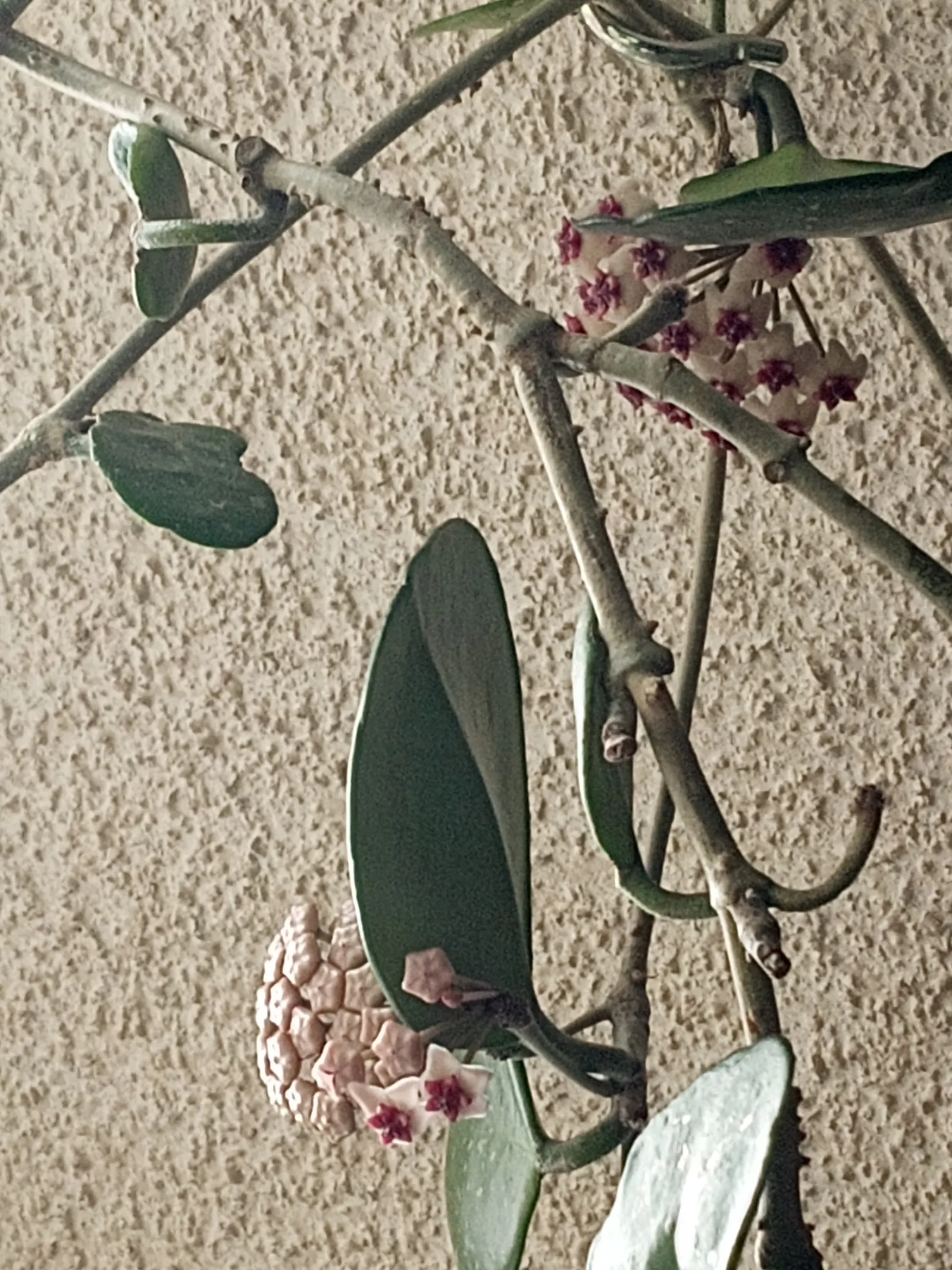 Wax Plant (Hoya Carnosa) — This plant prefers well-draining soil and to be kept on the drier side