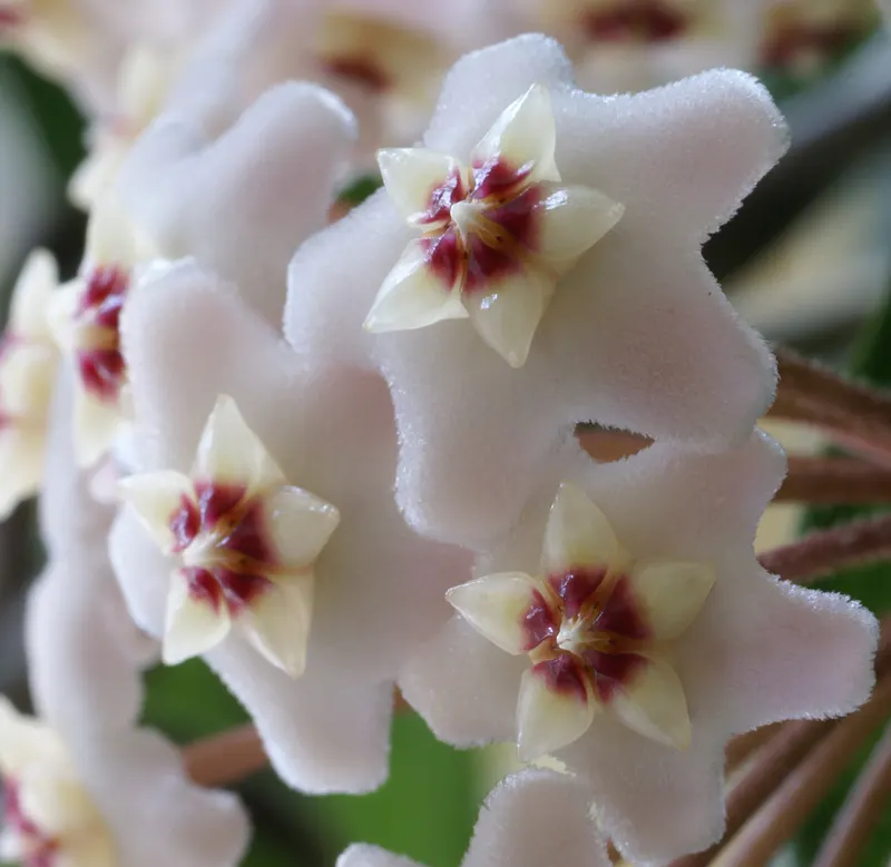 Wax Plant (Hoya Carnosa) — making it an exceptional choice for both novice and experienced gardeners, image 39