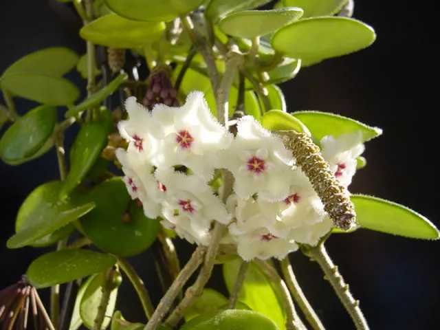 Wax Plant (Hoya Carnosa) — each approximately 0.5 to 1 inch in diameter; the flowers are particularly striking due to their central coronas, image 77