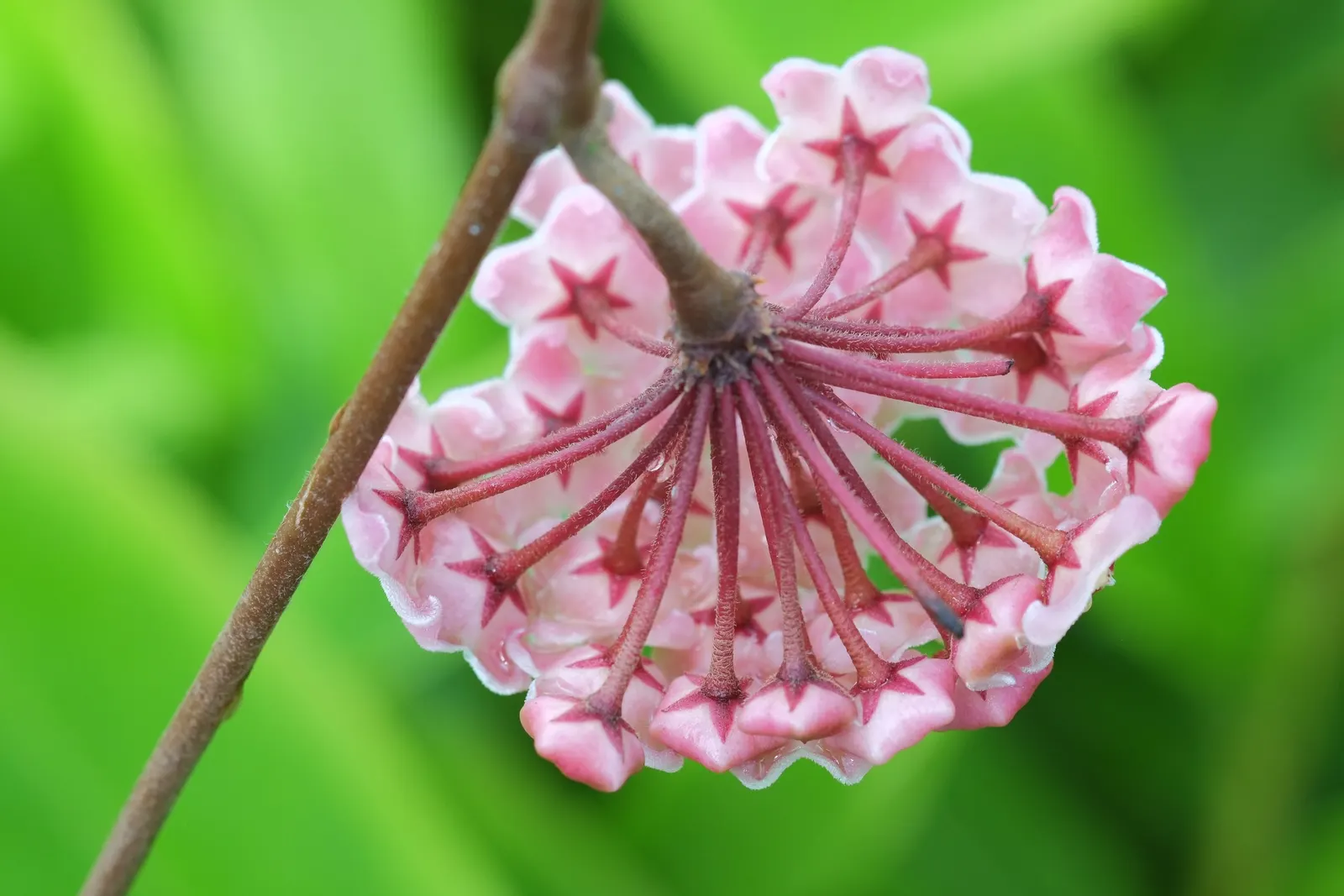Wax Plant (Hoya Carnosa) — vine for shade