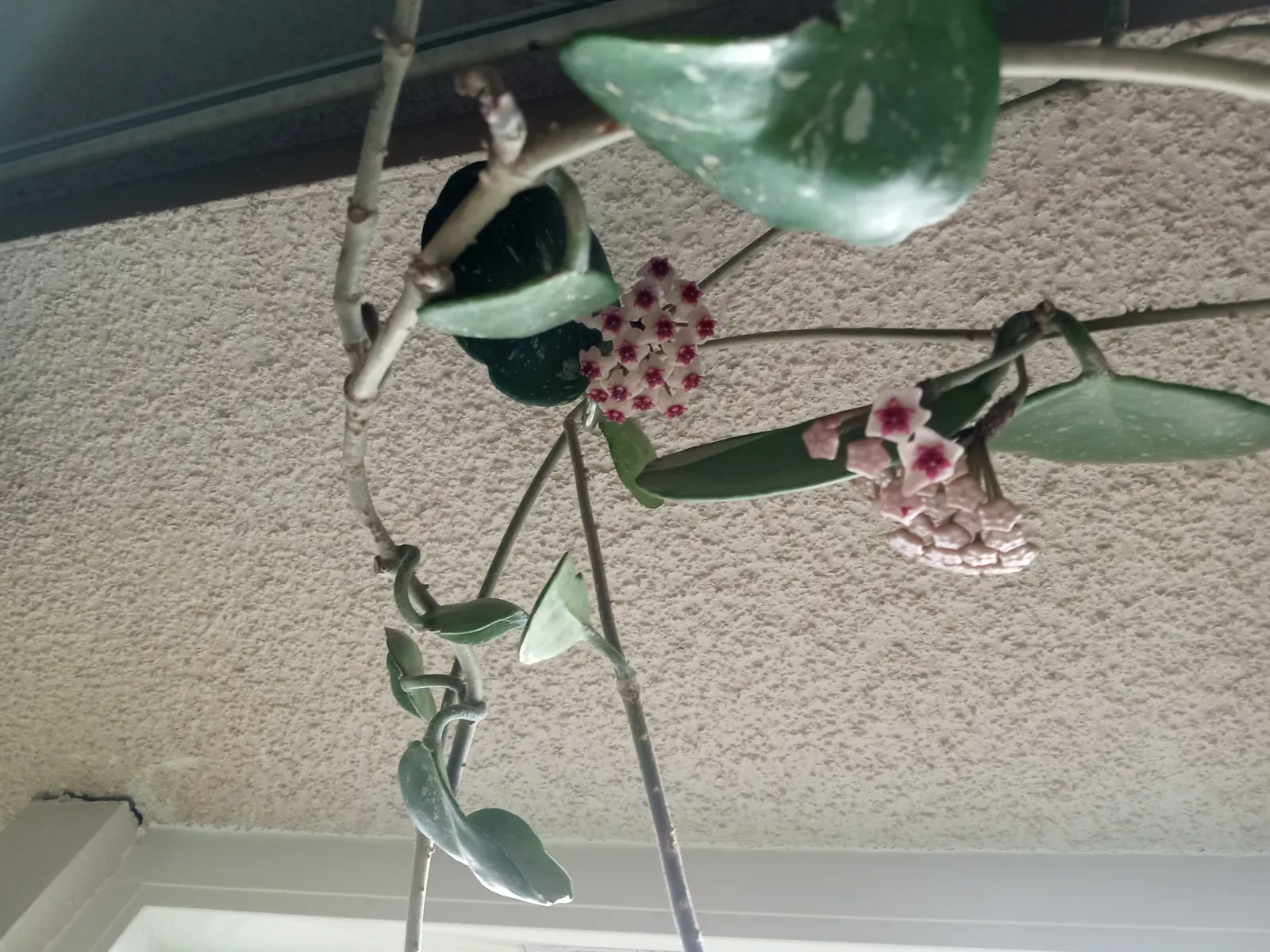 Wax Plant (Hoya Carnosa) — This evergreen perennials vine boasts leathery, dark green foliage that can grow to lengths of up to 10 feet