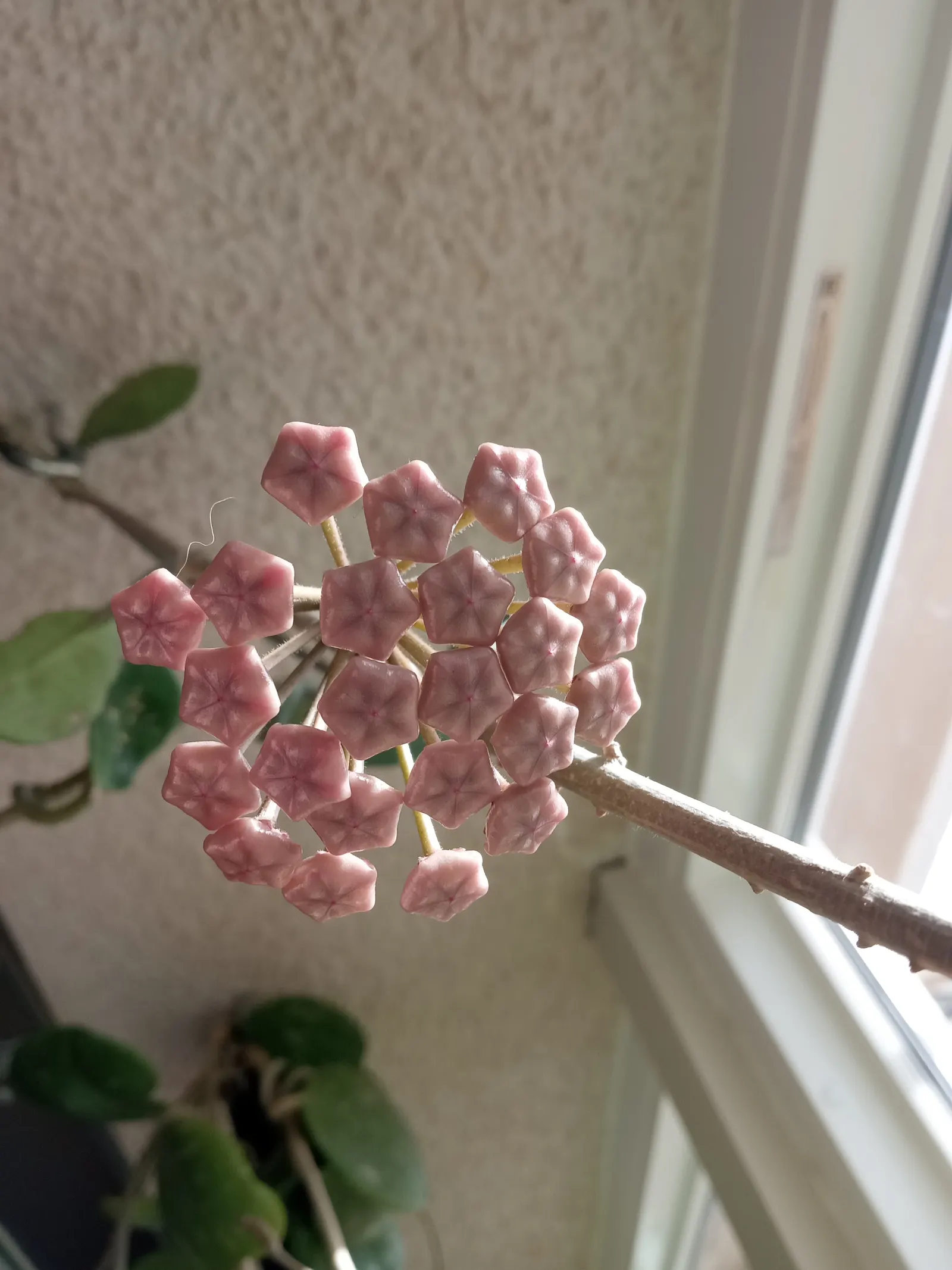 Wax Plant (Hoya Carnosa) — each approximately 0.5 to 1 inch in diameter; the flowers are particularly striking due to their central coronas