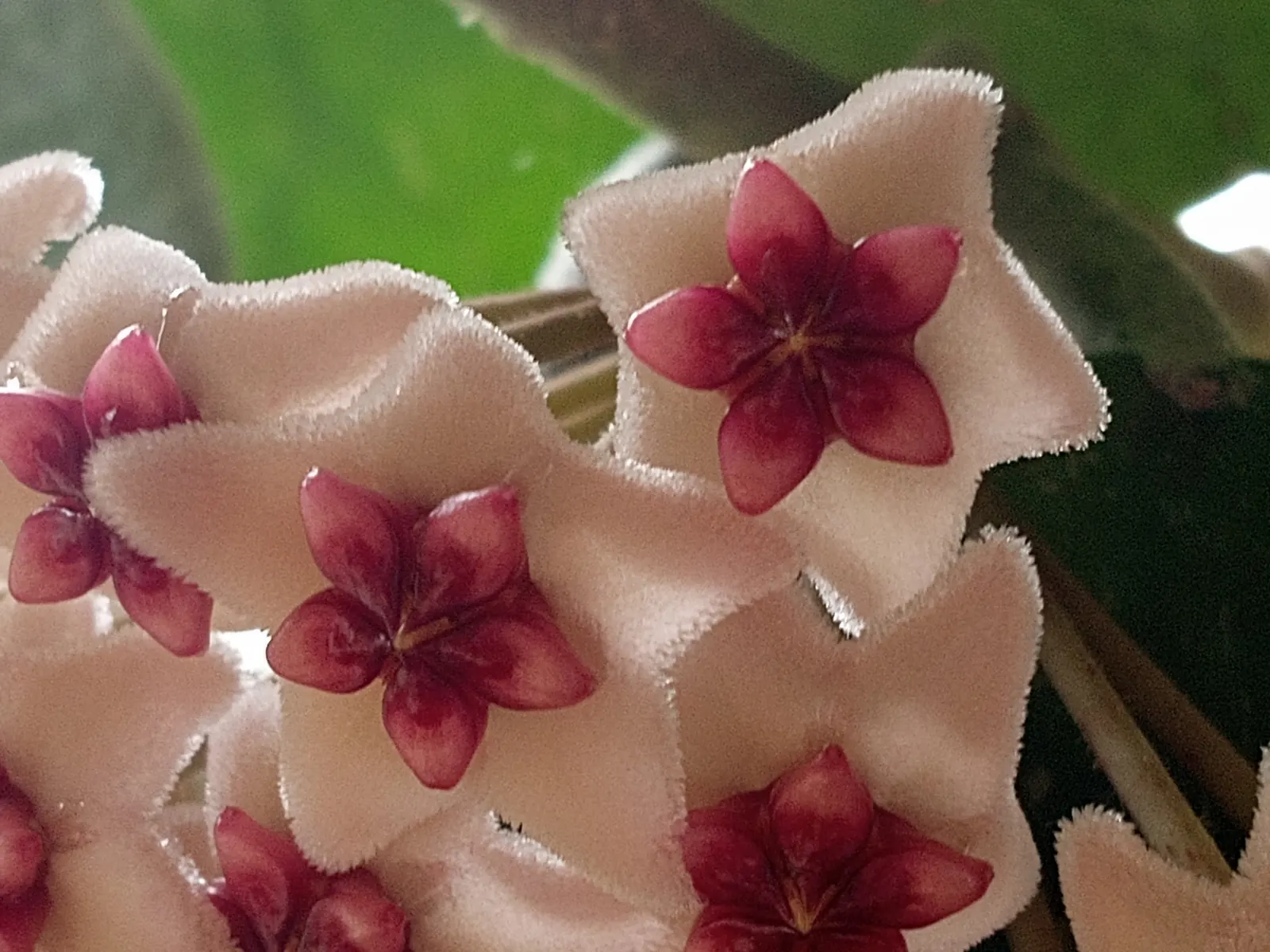 Wax Plant (Hoya Carnosa) — This evergreen perennials vine boasts leathery, dark green foliage that can grow to lengths of up to 10 feet; it thrives in
