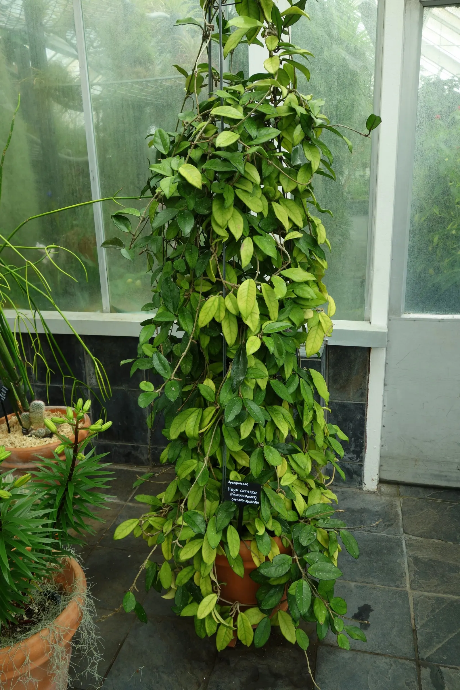 Wax Plant (Hoya Carnosa) — waxy leaves and star-shaped flowers; making it an exceptional choice for both novice and experienced gardeners, image 45