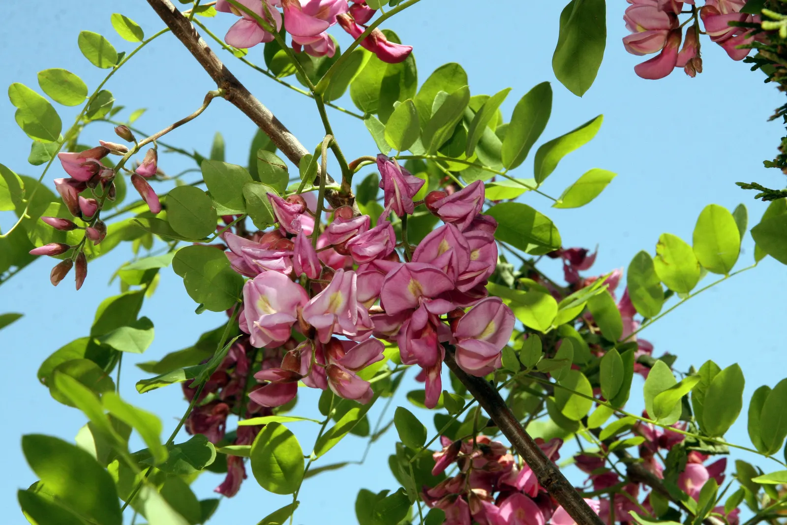 Purple Robe Locust (Robinia X Ambigua 'Purple Robe') — with a spread of 20-30 ft