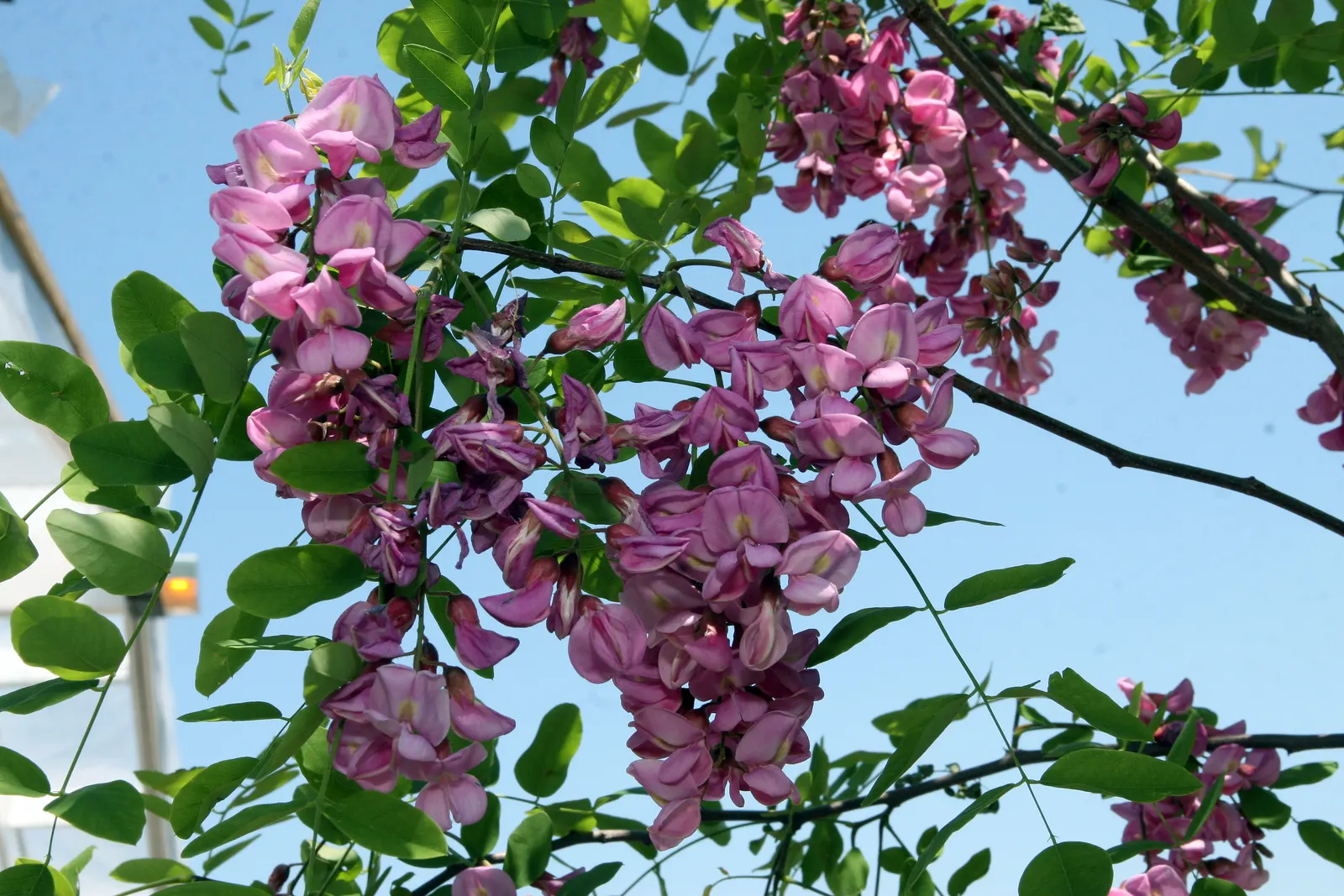 Purple Robe Locust (Robinia X Ambigua 'Purple Robe') — reaching heights of 30-40 ft