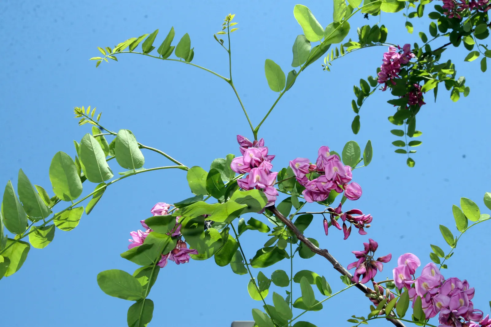 Purple Robe Locust (Robinia X Ambigua 'Purple Robe') — Its vibrant, purple-pink flowers bloom in spring, contrasting its rich green, pinnate leaves