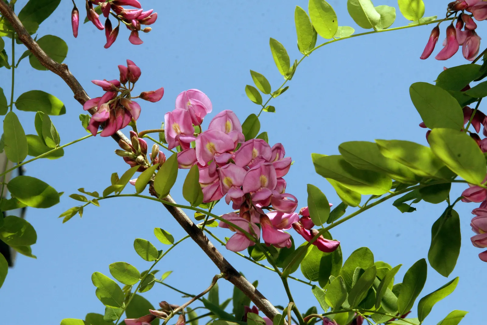 Purple Robe Locust (Robinia X Ambigua 'Purple Robe') — Robinia x ambigua 'Purple Robe,' is a captivating deciduous tree