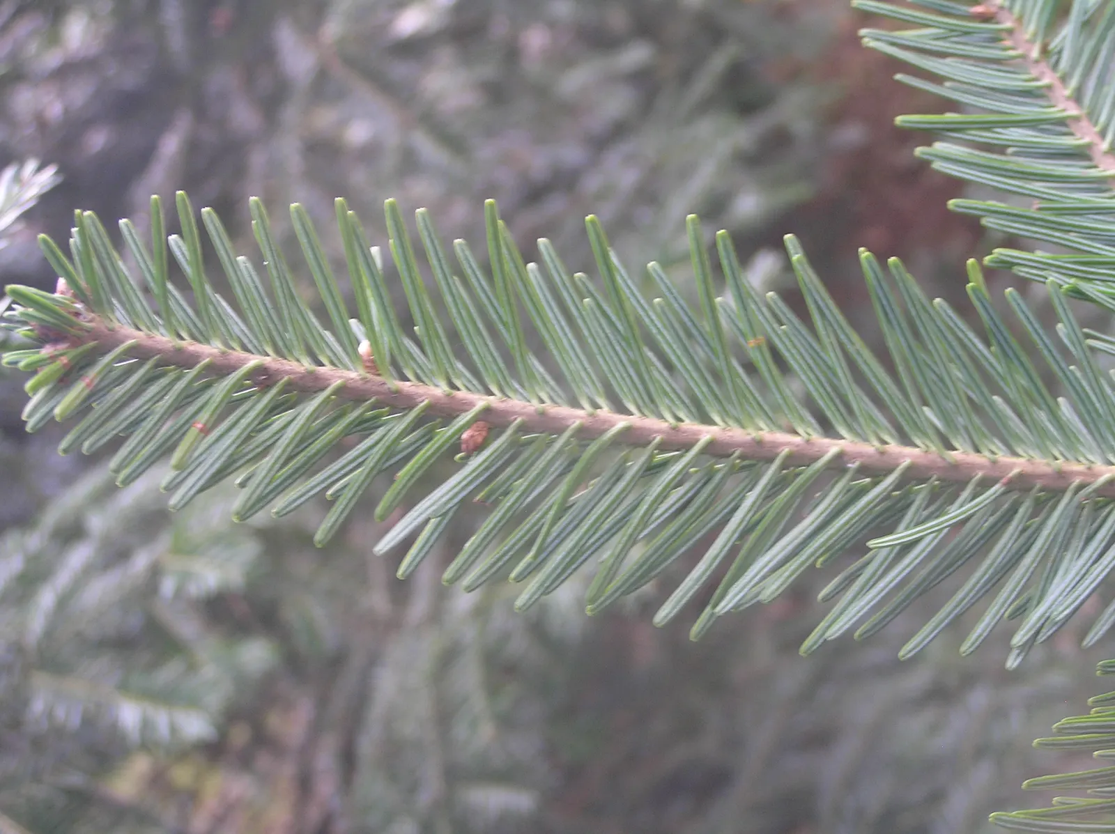 Grand Fir (Abies Grandis) — is a stately evergreen conifer that showcases a symmetrical; it is an excellent choice for landscape designs aiming to evoke an