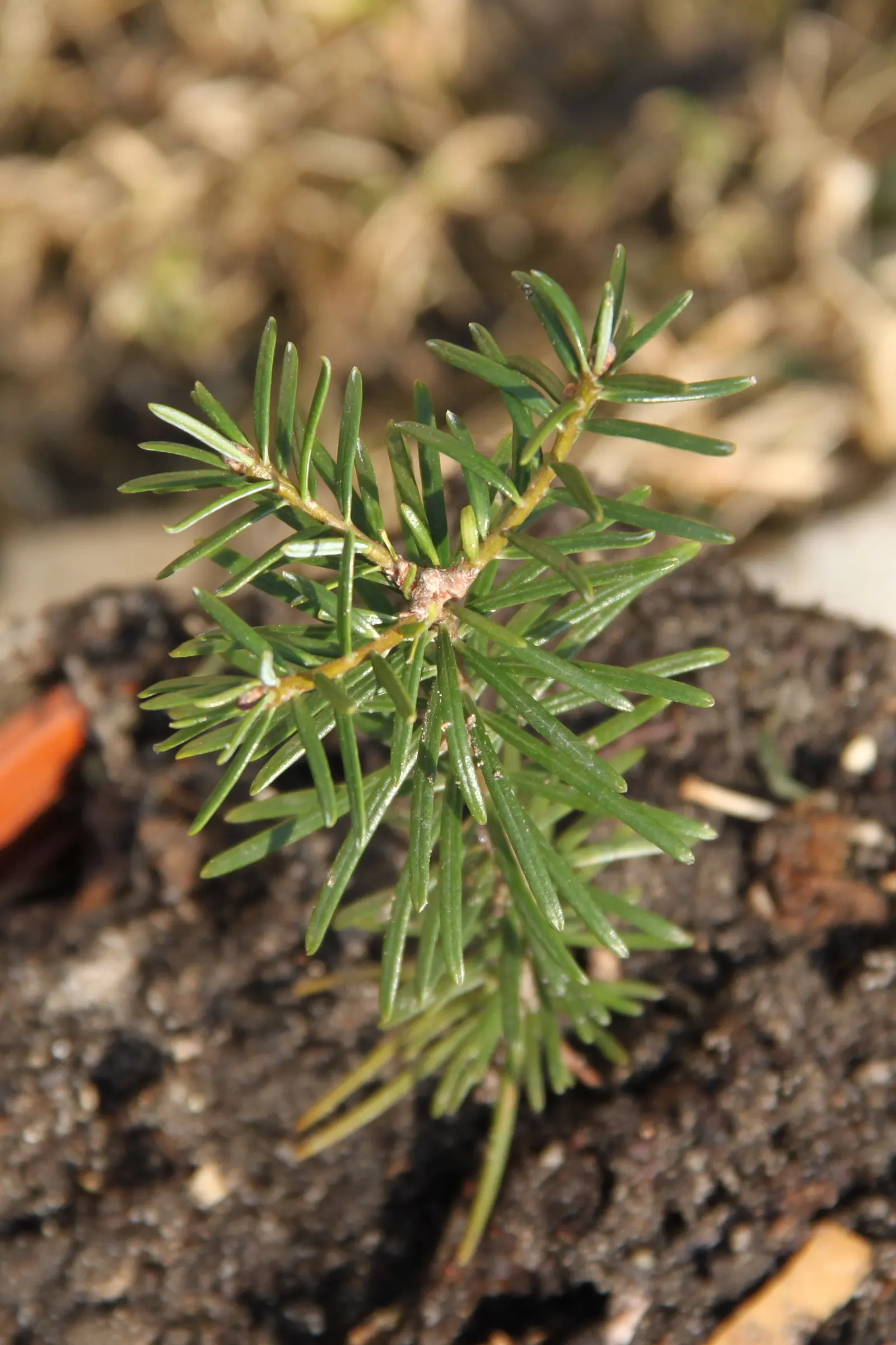 Grand Fir (Abies Grandis) — deep green needles with white bands beneath