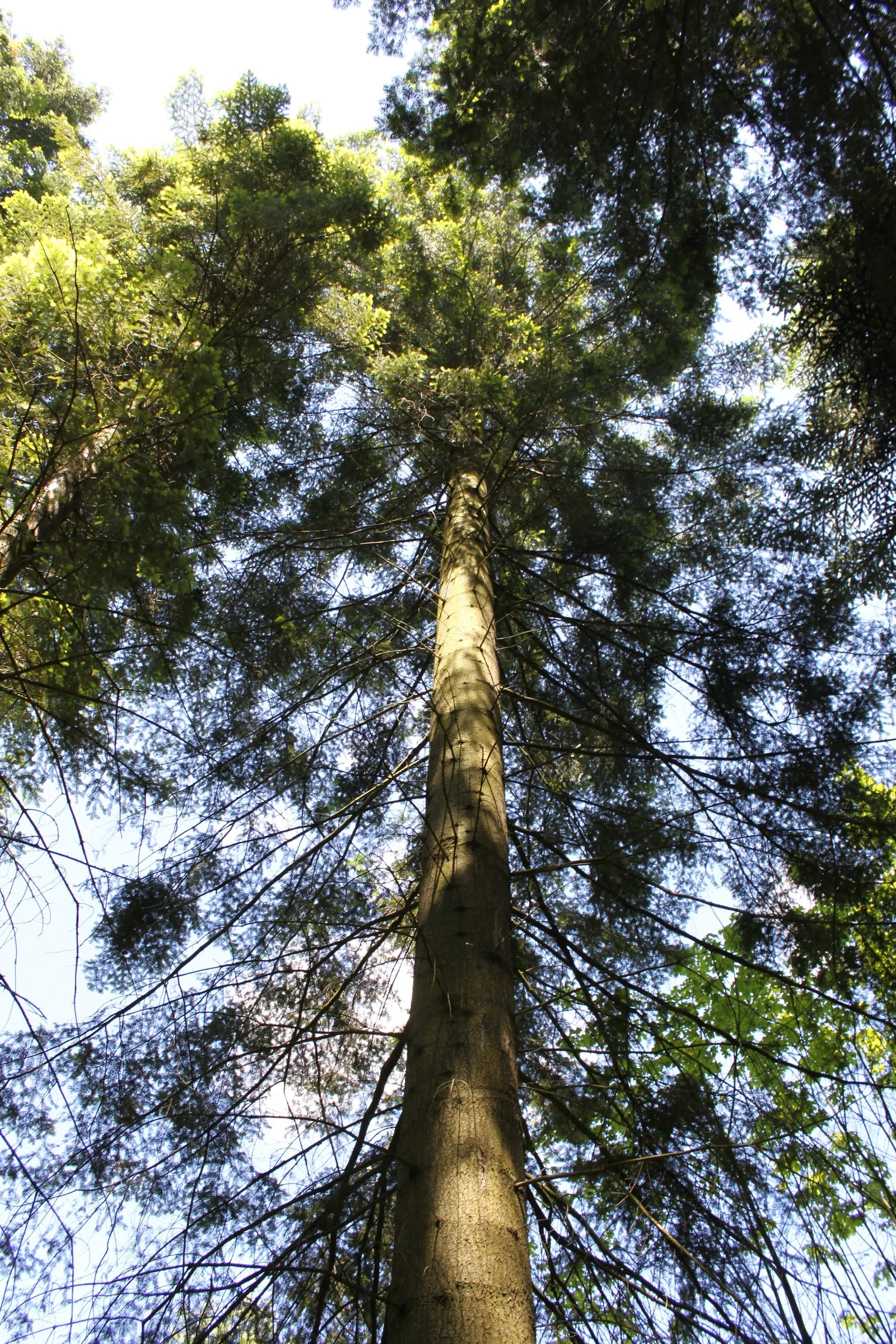 Grand Fir (Abies Grandis) — The foliage comprises lustrous