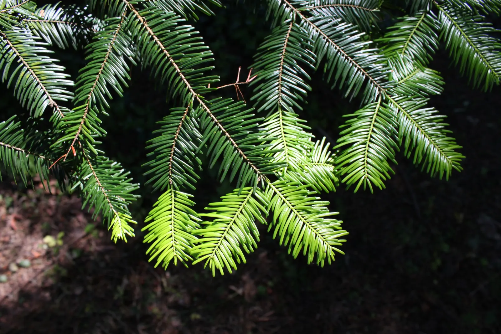 Grand Fir (Abies Grandis) — thriving in USDA Hardiness Zones 6 through 8