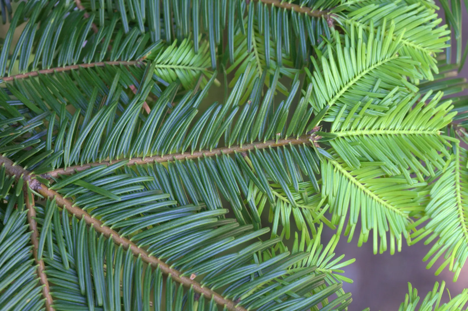 Grand Fir (Abies Grandis) — conifer for full or half