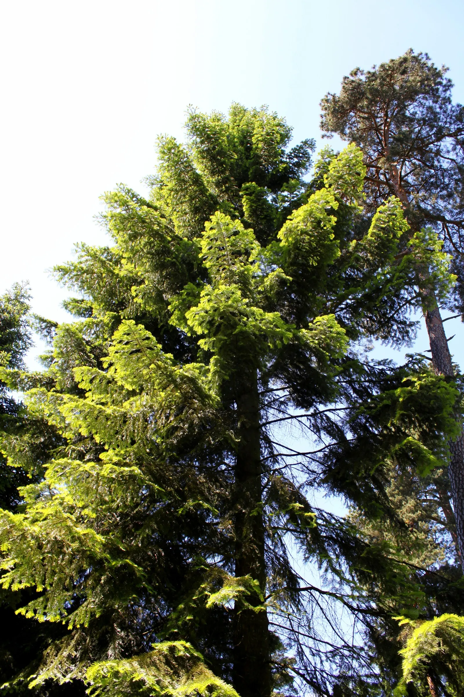 Grand Fir (Abies Grandis) — contributing to a sensory landscape experience.<br><br>This tree flourishes in moist