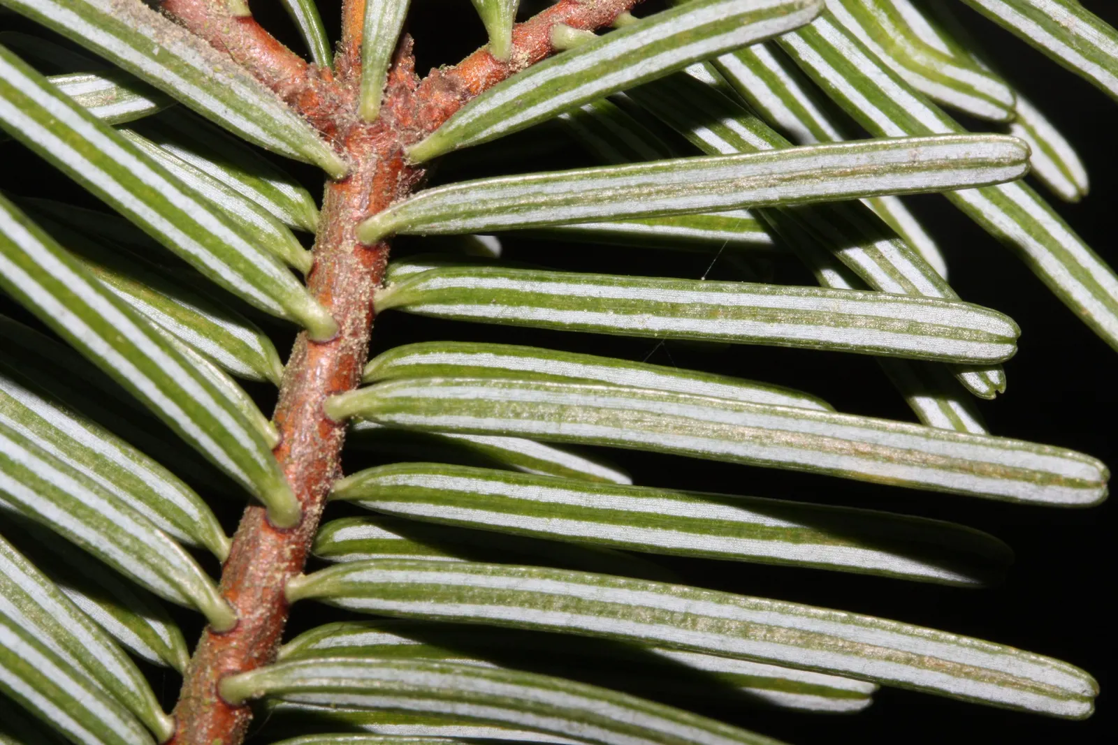Grand Fir (Abies Grandis) — which can extend to a width of approximately 25 to 35 feet.<br><br>Functionally