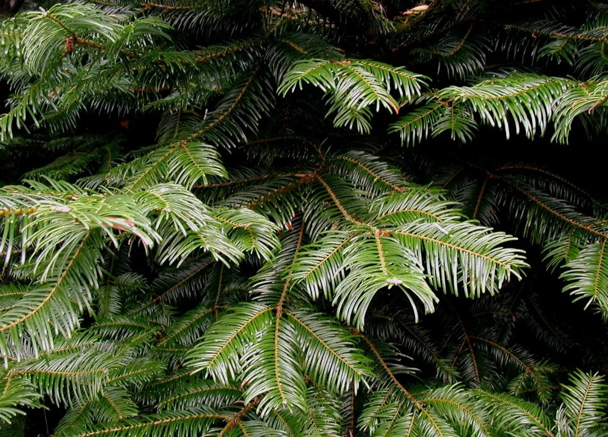 Grand Fir (Abies Grandis) — emitting a citrus-like scent when crushed