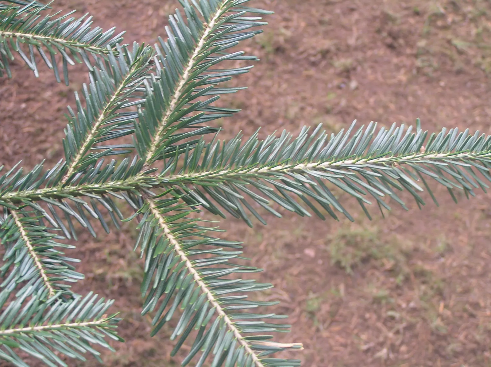 Grand Fir (Abies Grandis) — When considering this tree for your design