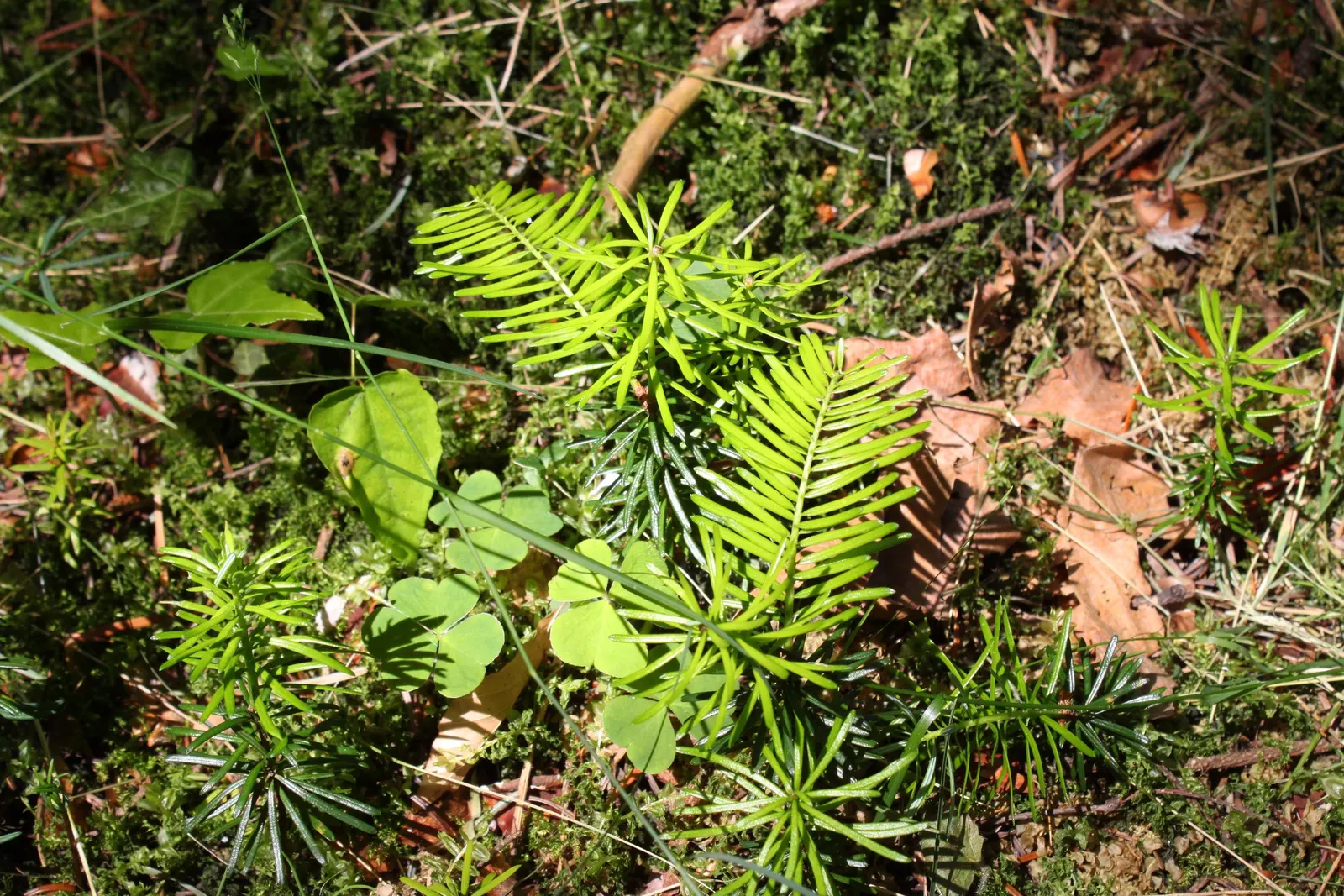 Grand Fir (Abies Grandis) — They exhibit a unique combination of flattened