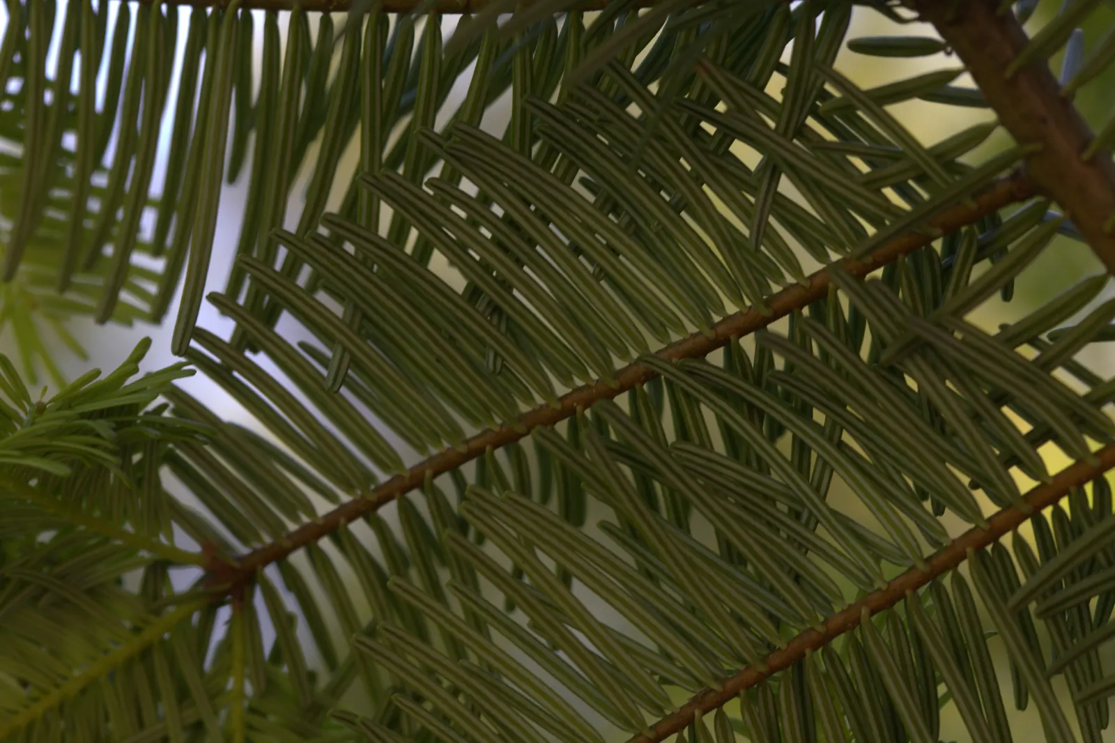 Grand Fir (Abies Grandis) — due to its height and foliage density