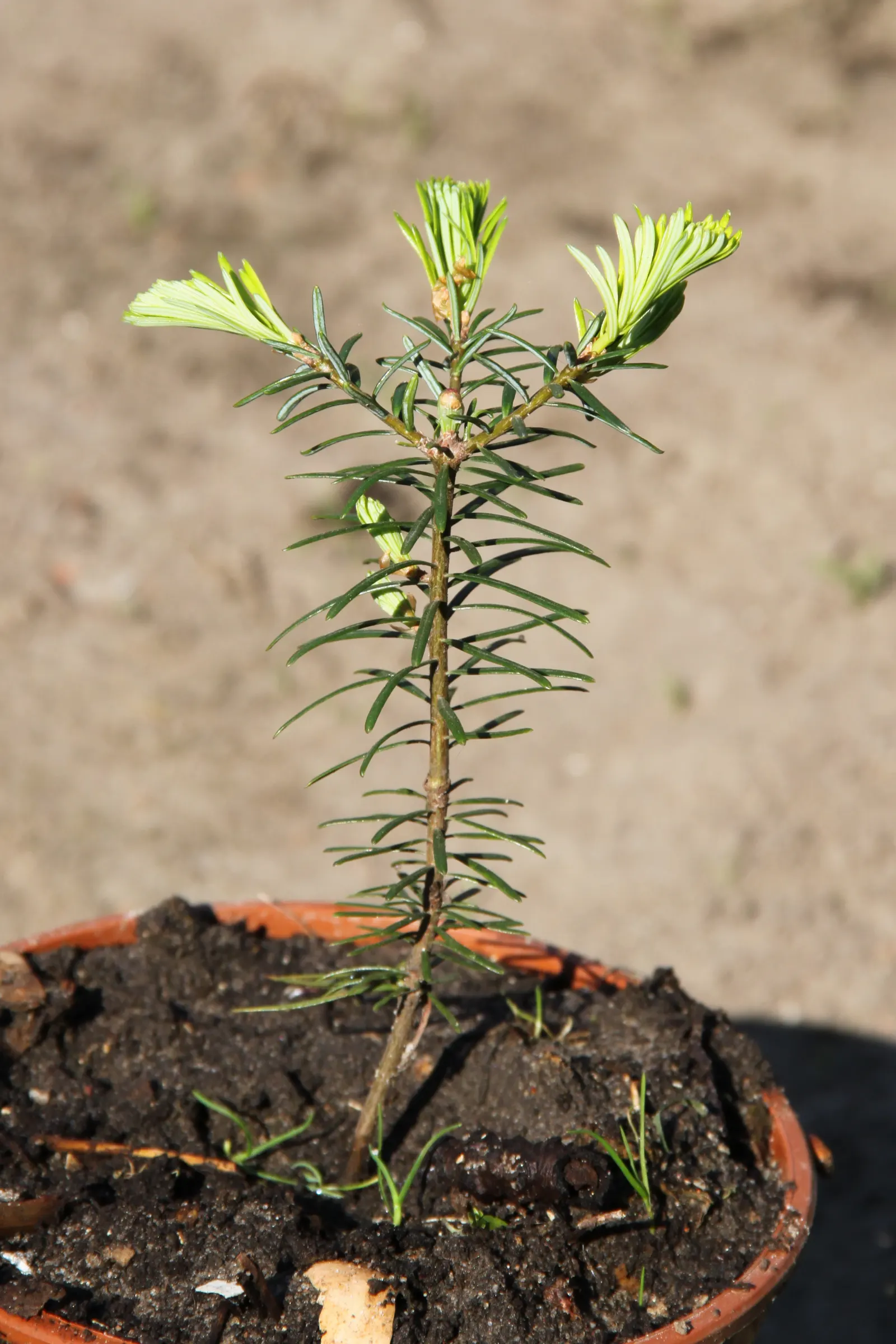 Grand Fir (Abies Grandis) — is a stately evergreen conifer that showcases a symmetrical