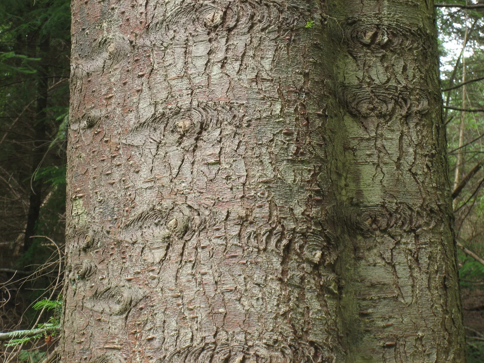 Grand Fir (Abies Grandis) — glossy top surfaces with two distinctive white bands beneath