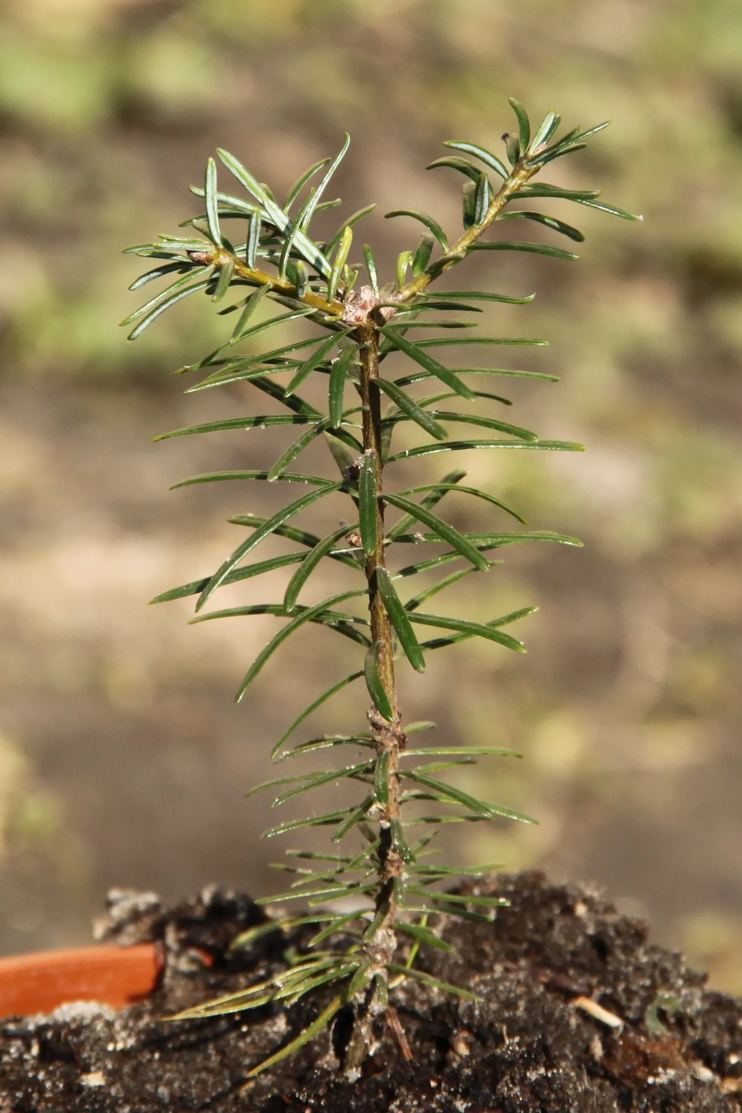 Grand Fir (Abies Grandis) — The foliage comprises lustrous; which can extend to a width of approximately 25 to 35 feet.<br><br>Functionally