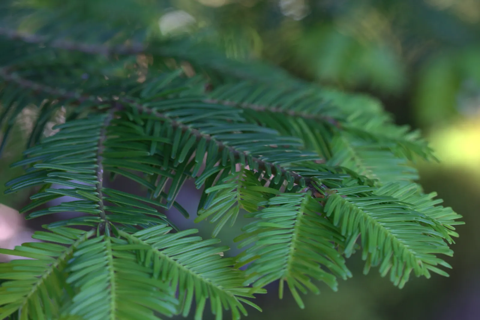 Grand Fir (Abies Grandis) — It requires space to accommodate its eventual broad