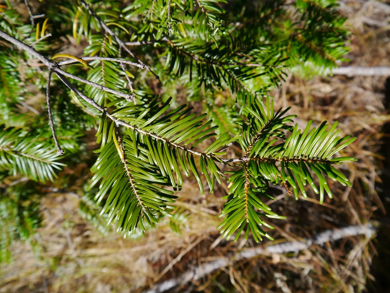 Grand Fir (Abies Grandis) — scientifically known as Abies grandis