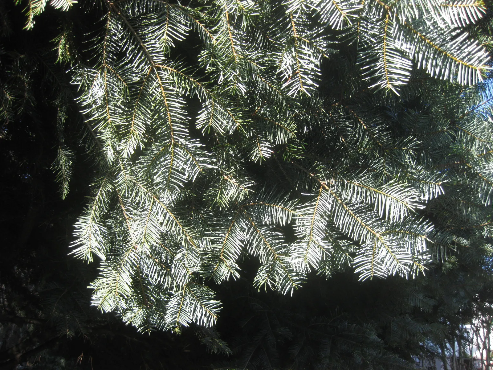 Grand Fir (Abies Grandis) — With a growth rate of about 12 to 24 inches per year