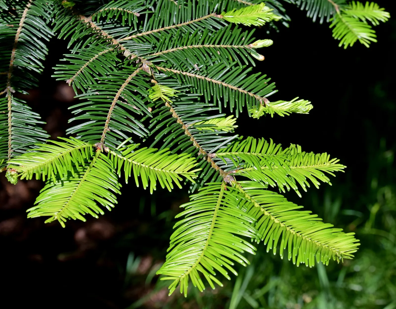 Grand Fir (Abies Grandis) — revered for its graceful symmetry and dynamic growth