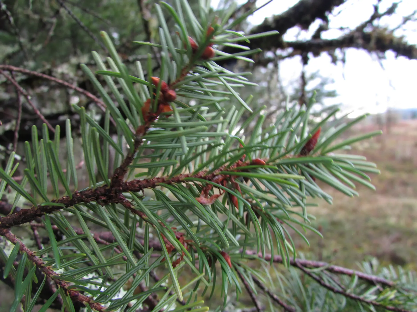 Grand Fir (Abies Grandis) — well-drained soils and prefers cooler climates