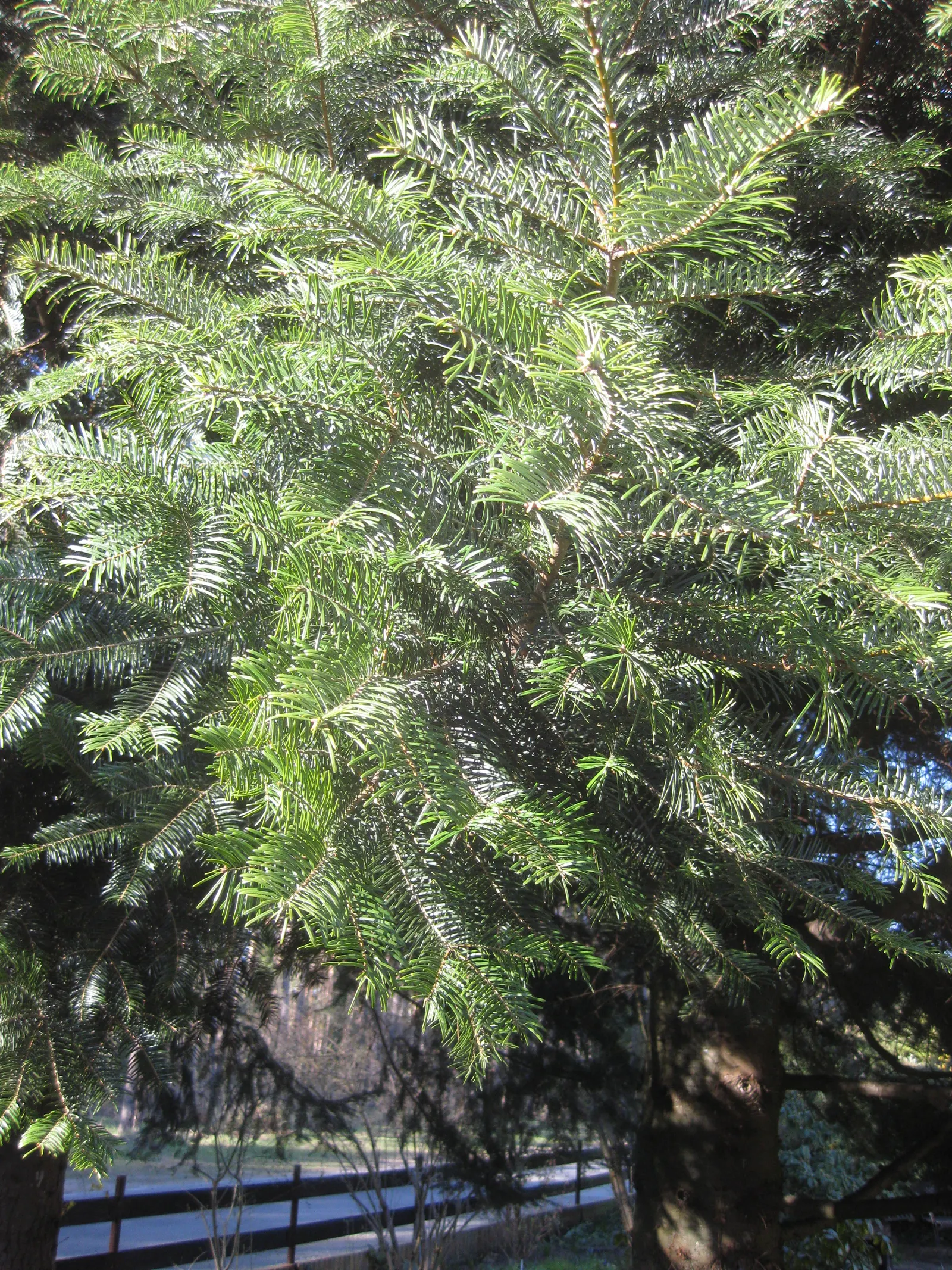Grand Fir (Abies Grandis) — these needles exude a pleasant citrus-like scent