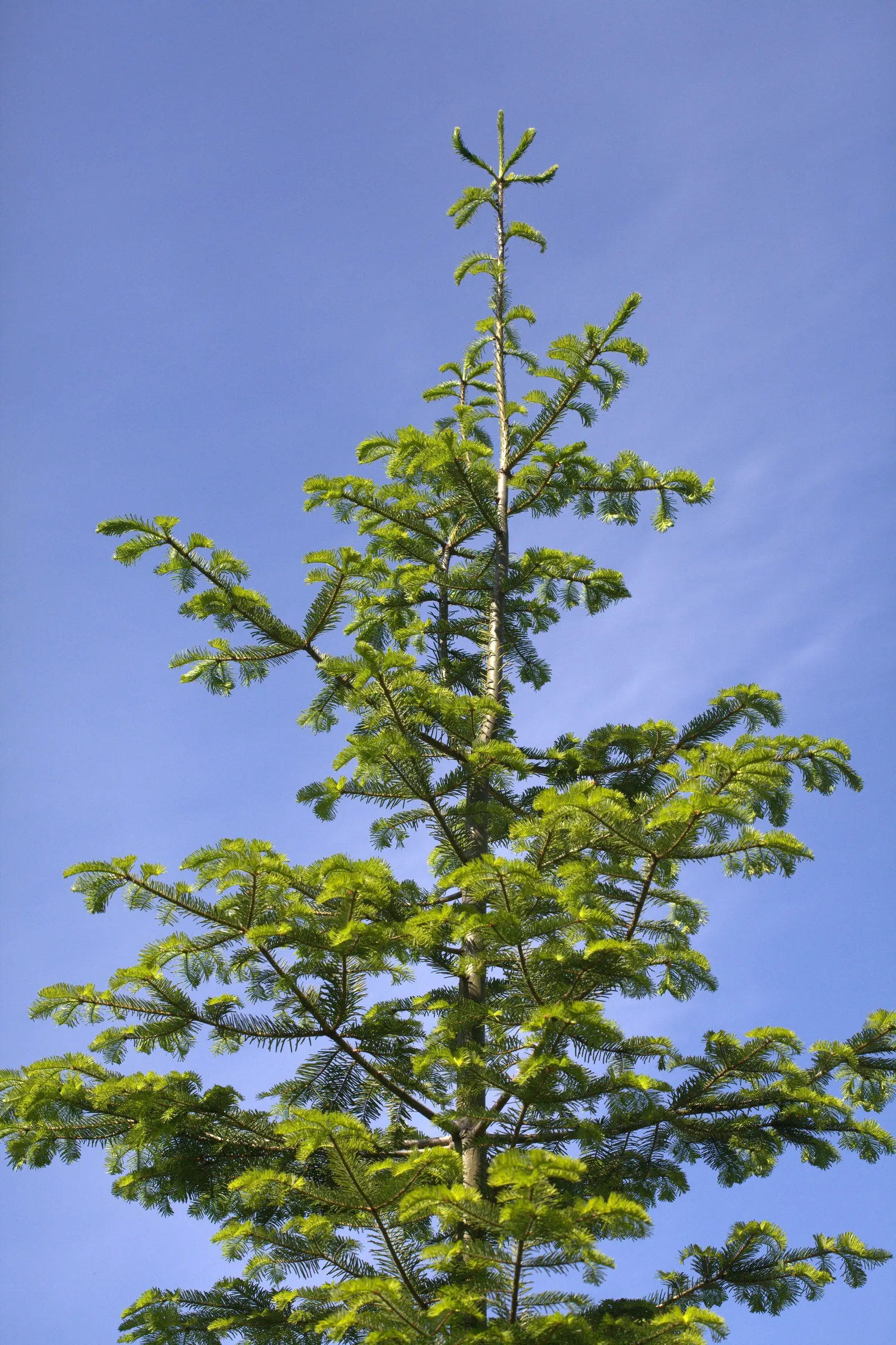 Grand Fir (Abies Grandis) — It is an excellent choice for landscape designs aiming to evoke an atmosphere of majesty and tranquility