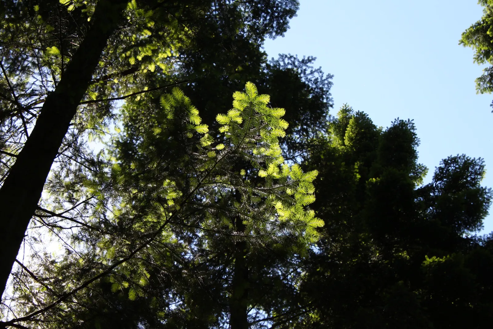 Grand Fir (Abies Grandis) — with a diameter typically spanning 3 to 4 feet
