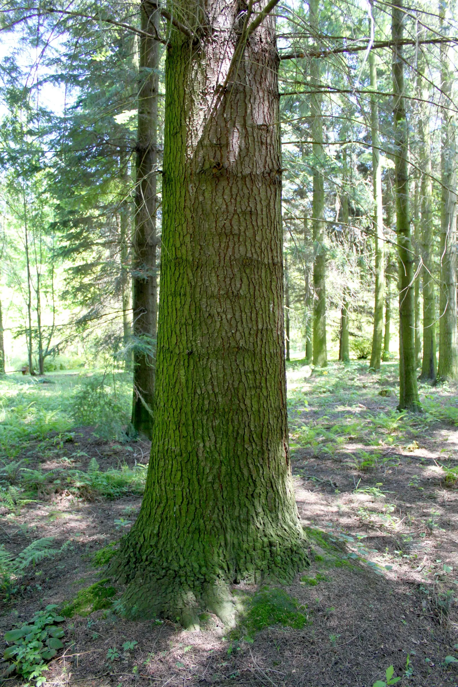 Grand Fir (Abies Grandis) — Mature specimens reach up to 200-300 feet in height with a spread of 20-40 feet