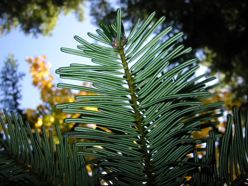 Grand Fir (Abies Grandis) — the Grand Fir makes an exceptional windbreak or privacy screen