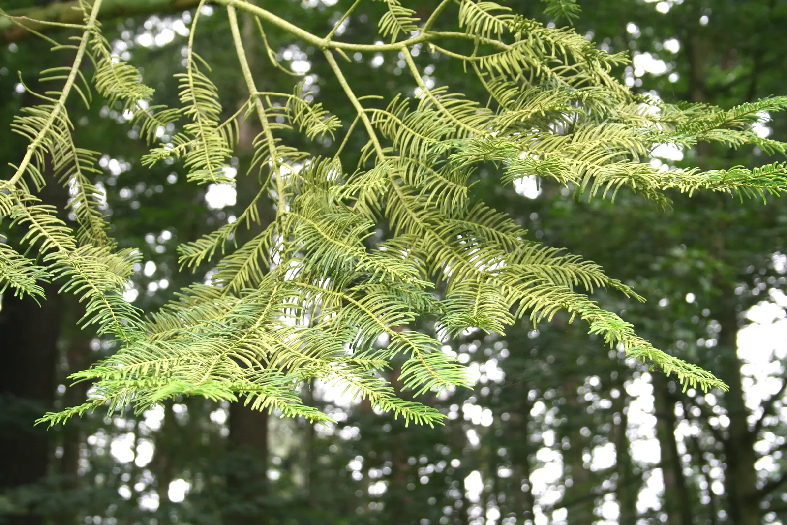 Grand Fir (Abies Grandis) — the Grand Fir will quickly establish itself as a garden centerpiece