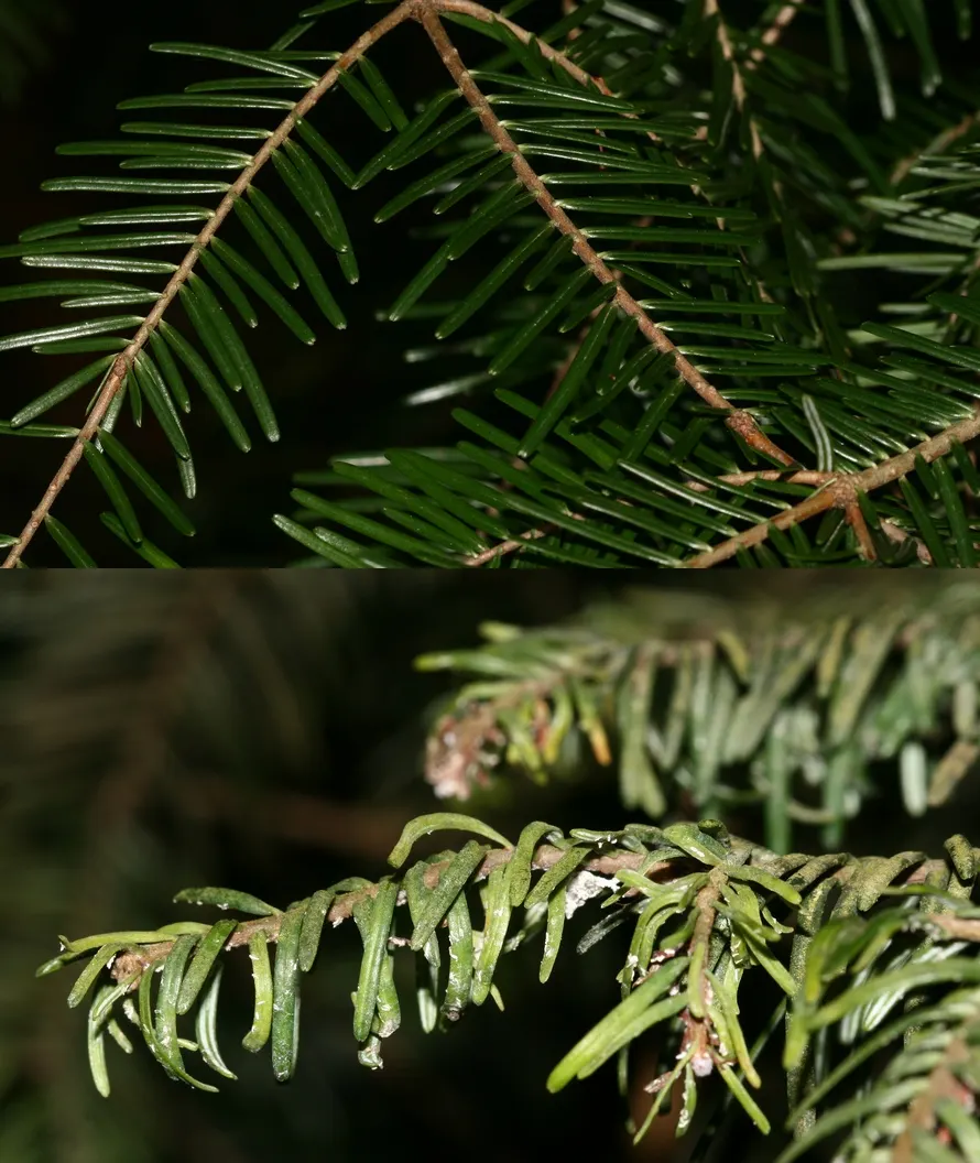 Grand Fir (Abies Grandis) — which catch the light and add a shimmering effect to the foliage