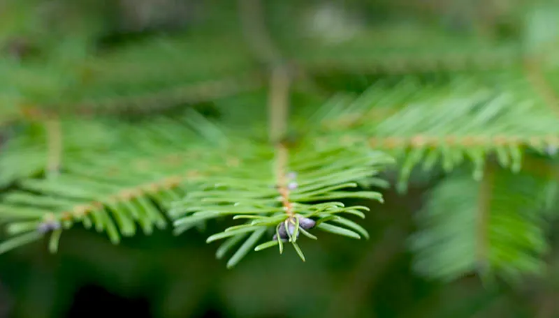 Grand Fir (Abies Grandis) — Mature specimens reach up to 200-300 feet in height with a spread of 20-40 feet; these needles exude a pleasant citrus-like scent