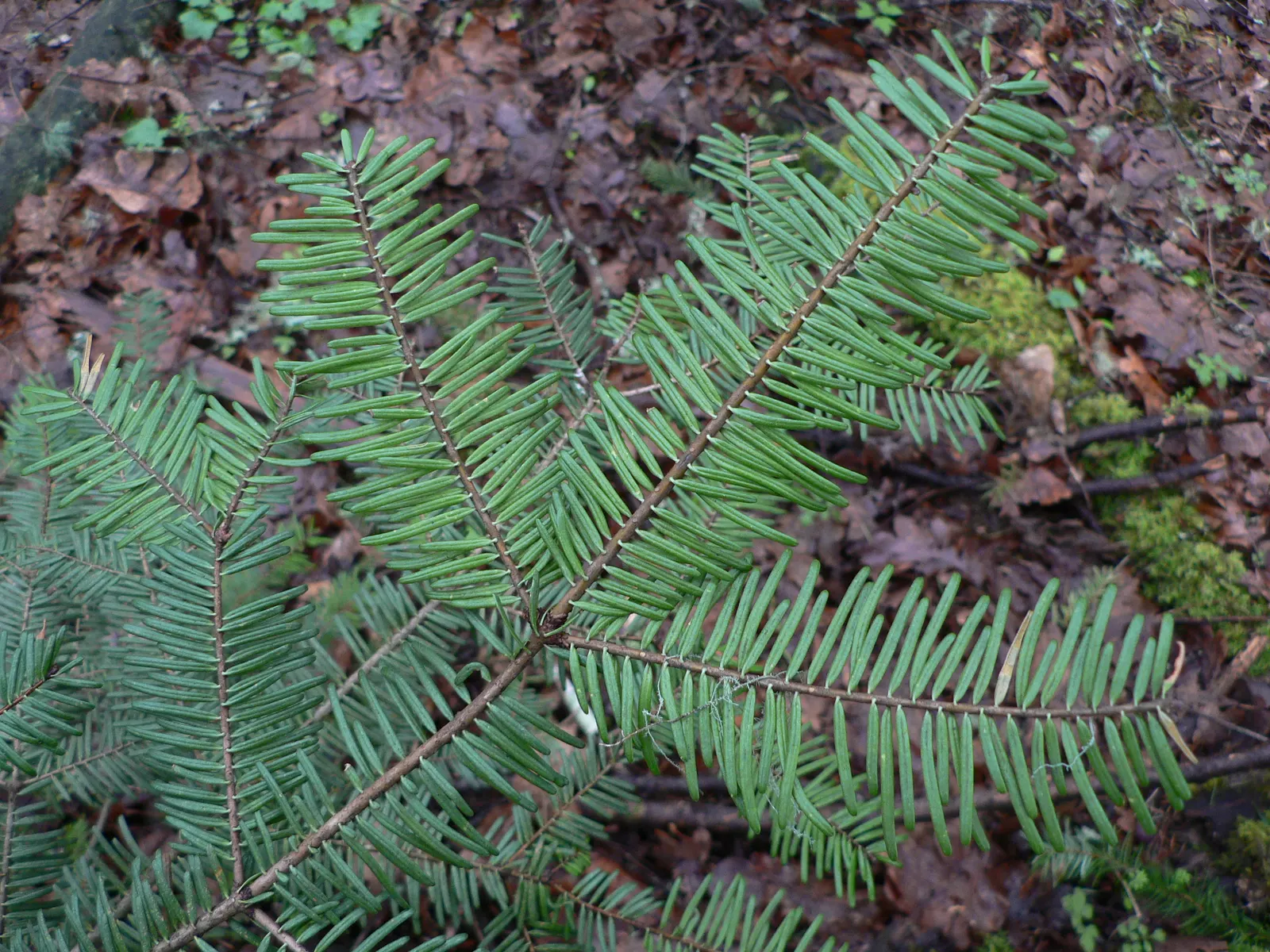 Grand Fir (Abies Grandis) — During the holiday season
