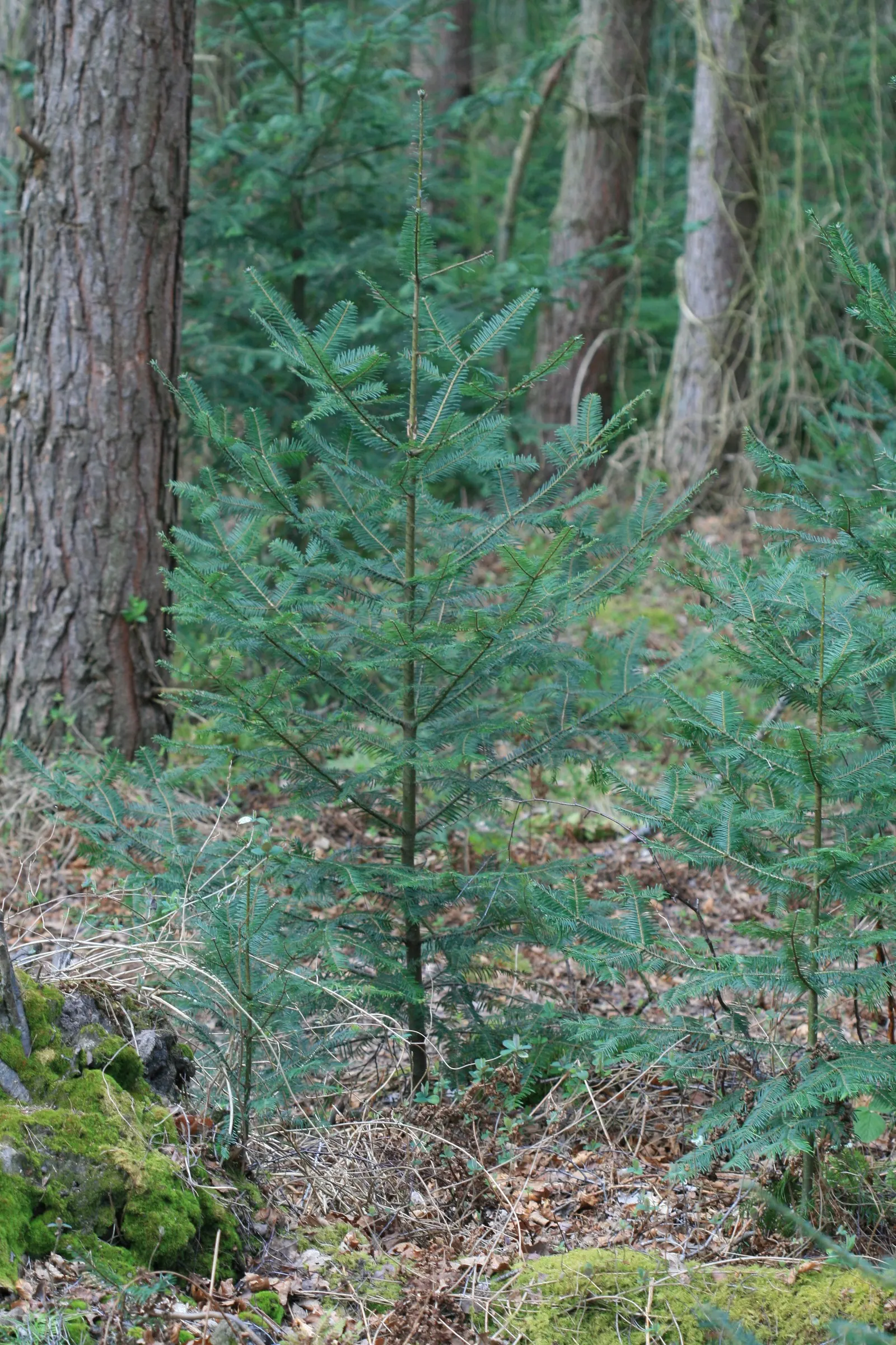 Grand Fir (Abies Grandis) — is a statuesque evergreen