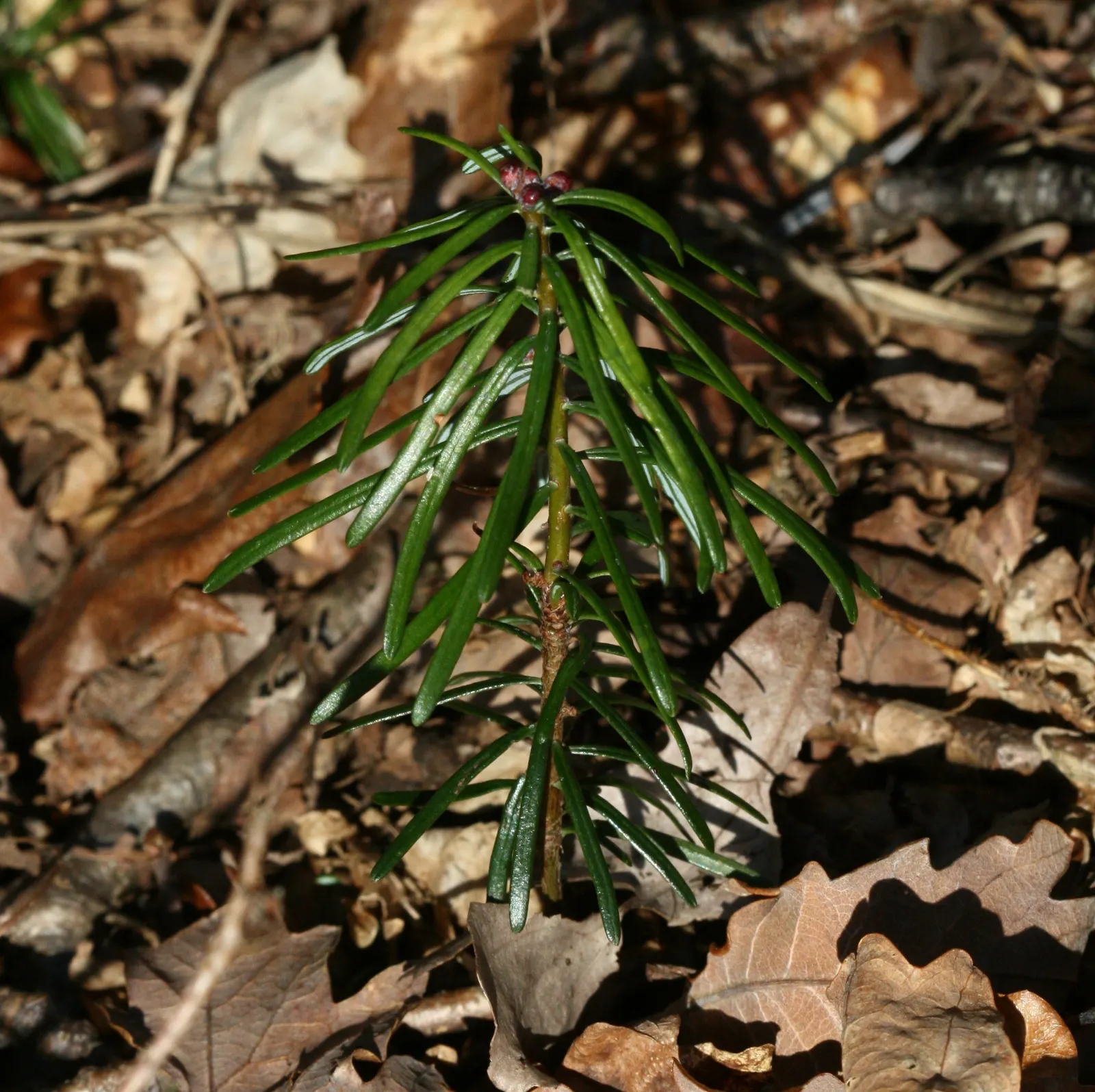 Grand Fir (Abies Grandis) — The Grand Fir can reach impressive heights of 200 to 300 feet
