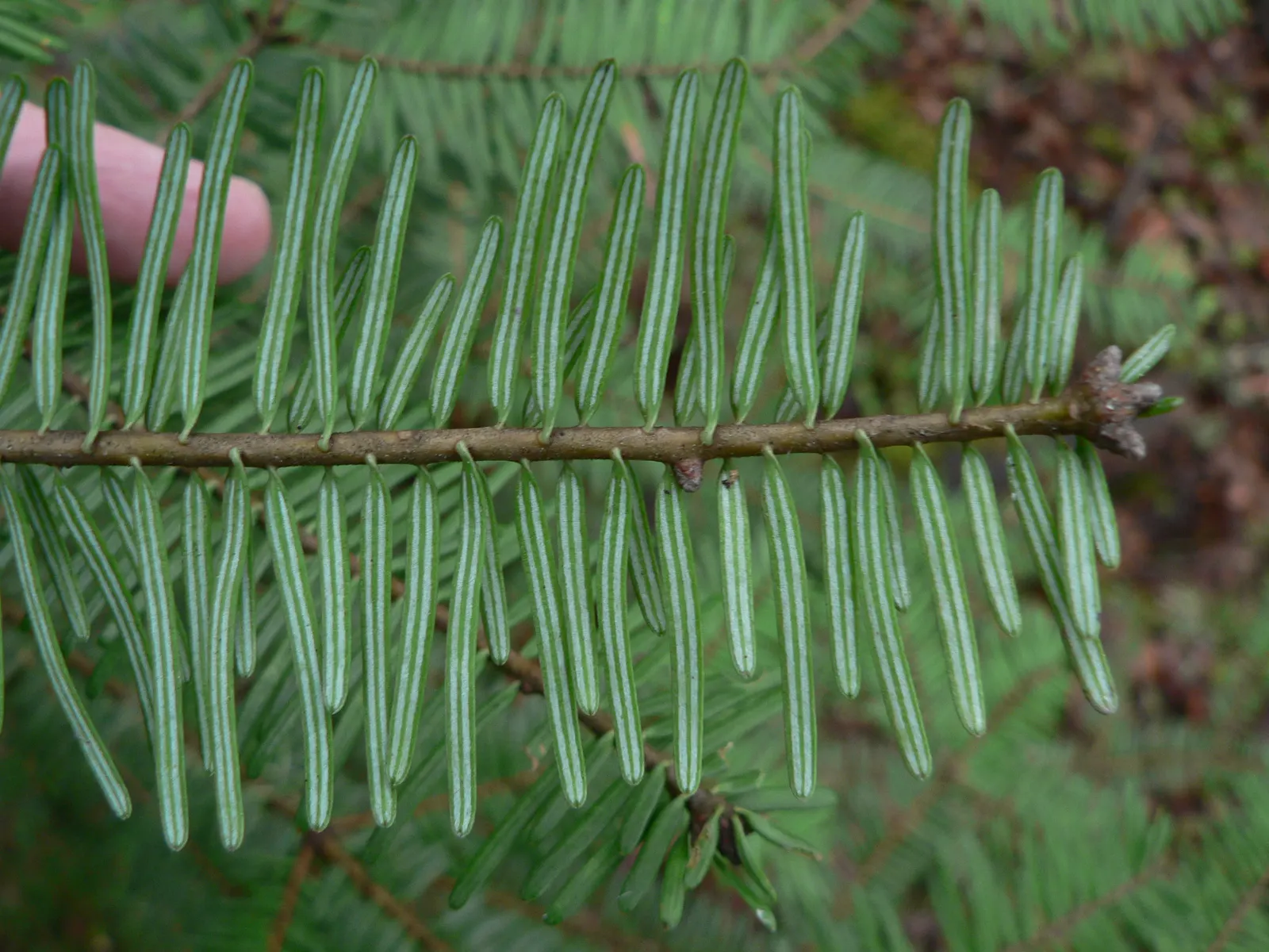 Grand Fir (Abies Grandis) — commonly known as Grand Fir